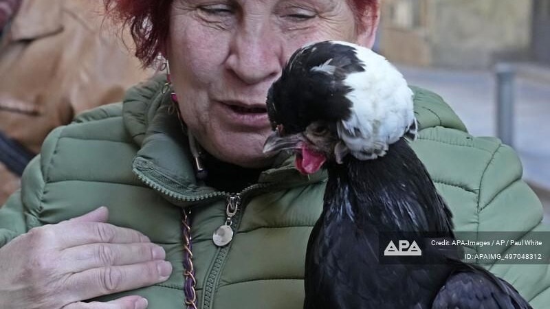 Auch die Henne namens "Kiki" wurde gesegnet. Na schau. 