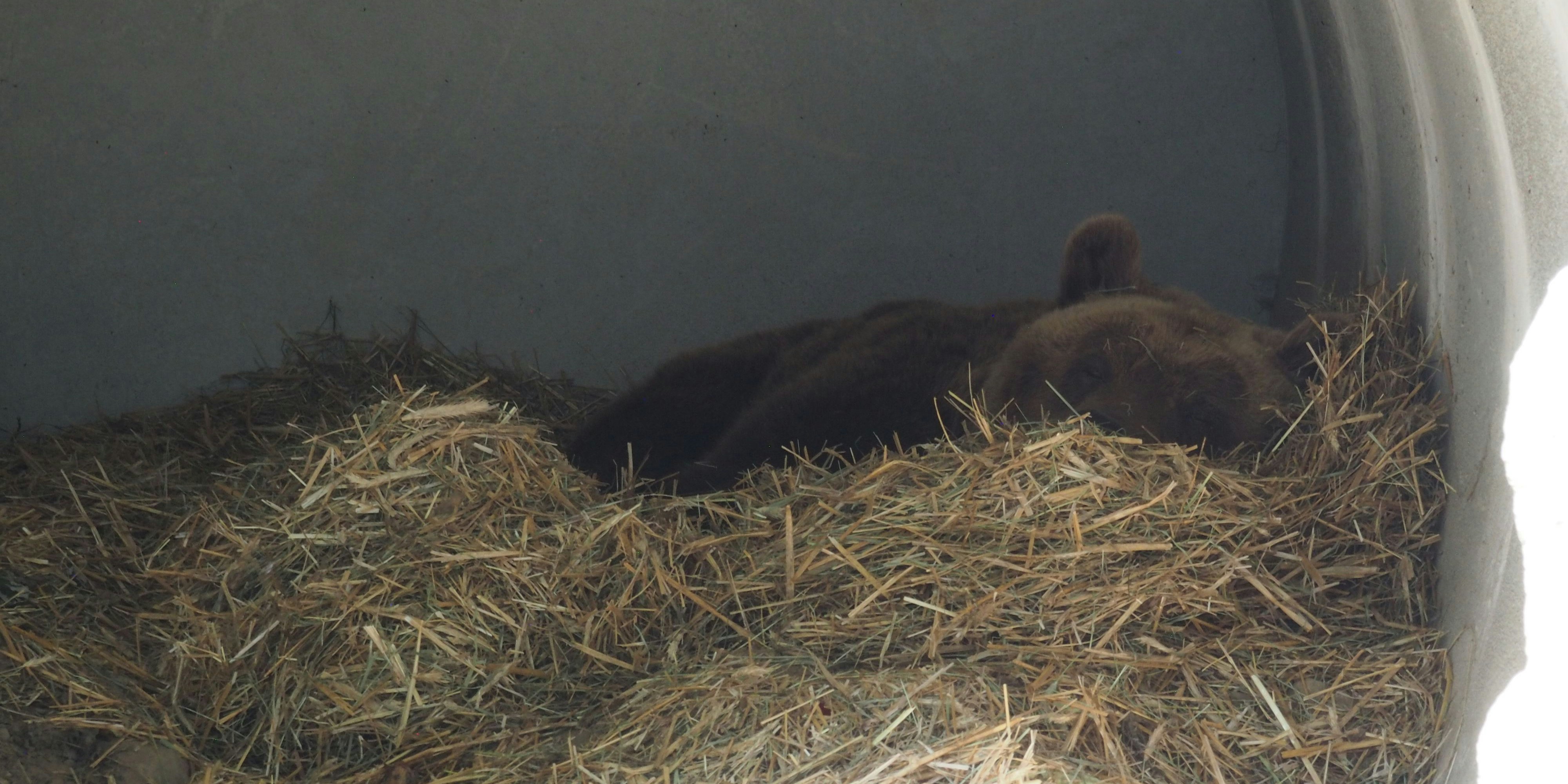 "Felix" beim Schlummern in seiner gemütlichen Strohhöhle. "Schöne Träume, Bärchen". 