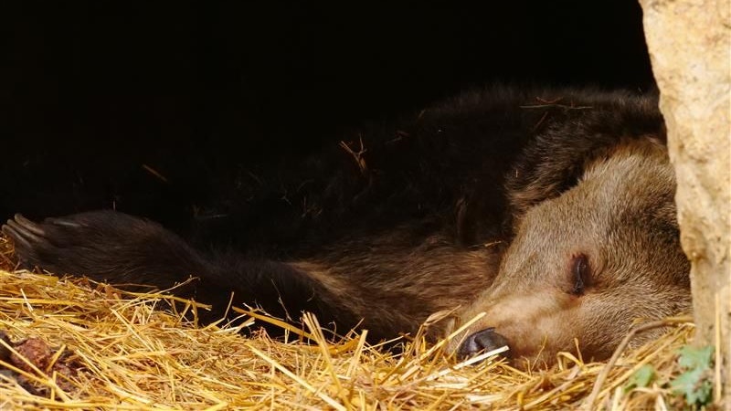 "Brumca" schläft meistens ein bis zwei Tage durch. 