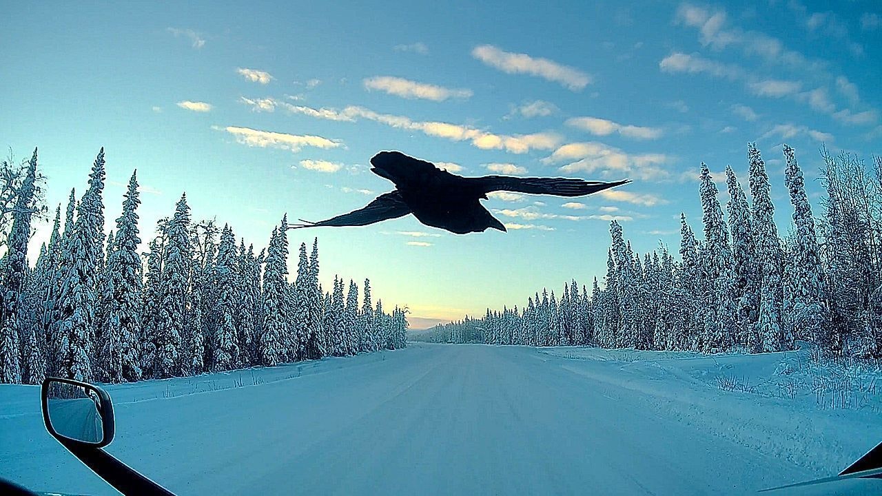 Heute.at - Dieser Rabe zeigt LKW-Fahrern immer den richtigen Weg