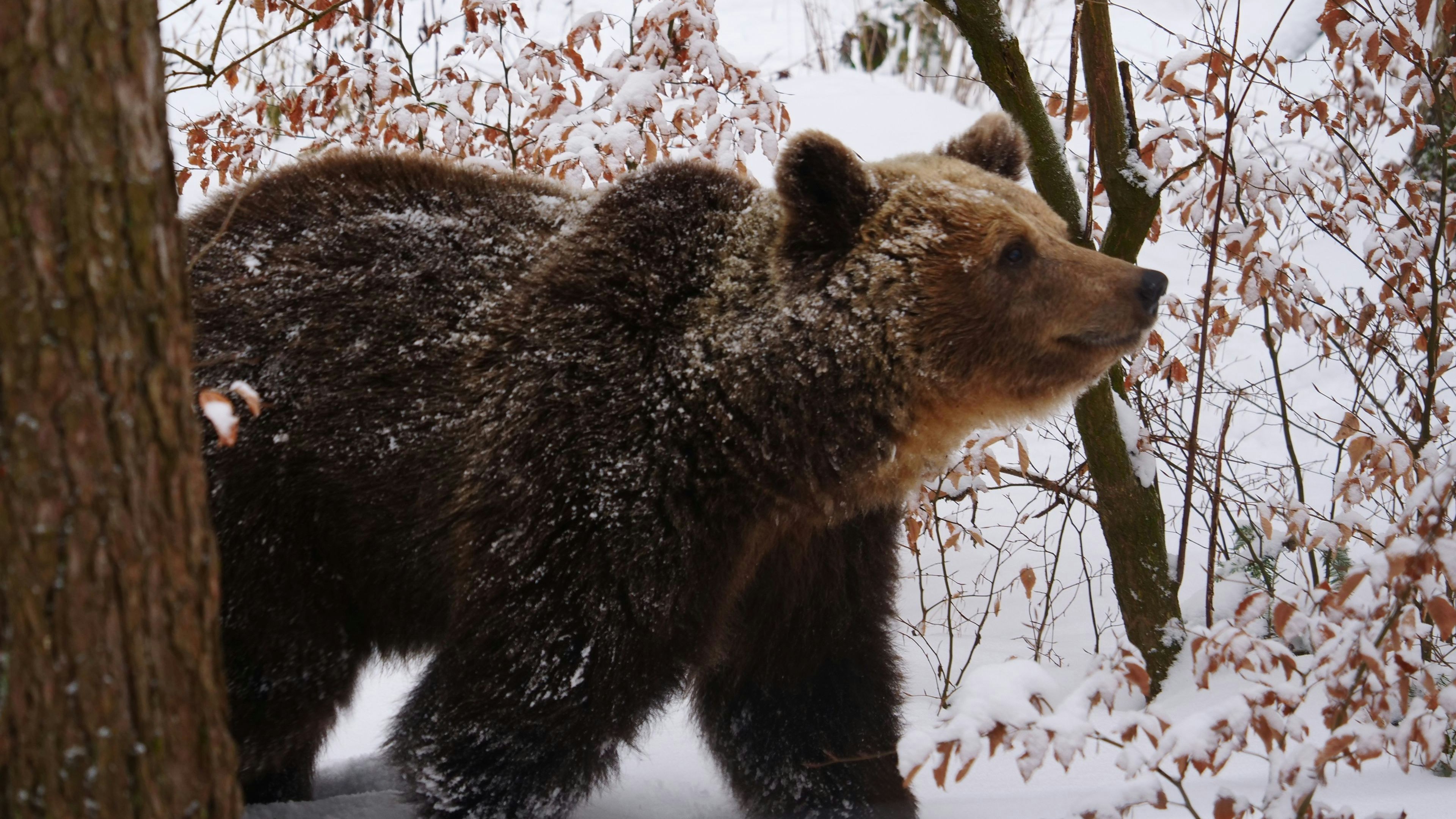 Heute.at - Das treiben die Schlummer-Brummer in Arbesbach