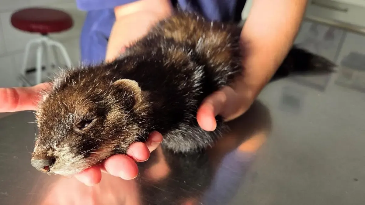 Heute.at - Verletzt – junger Bub rettet armem Tier das Leben