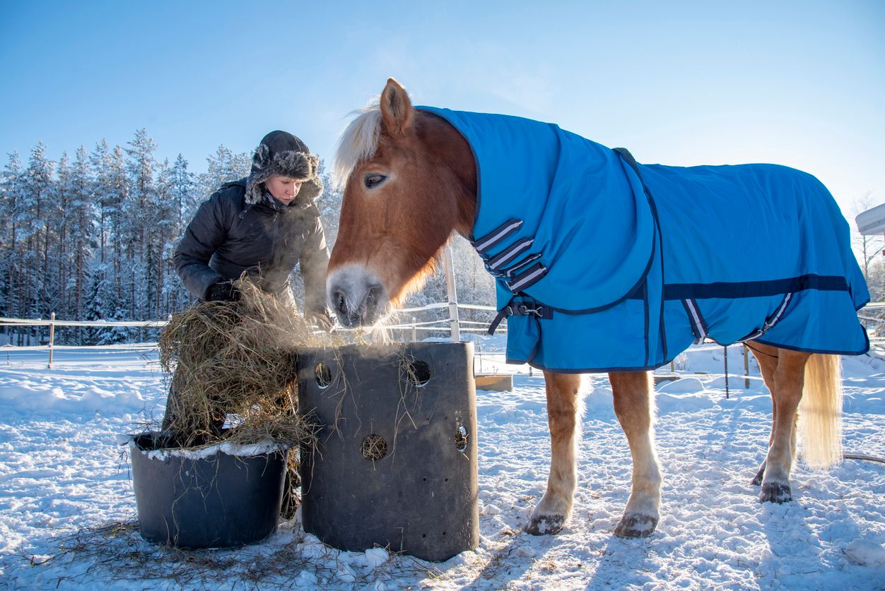 Ein Pferd frisst ungefähr zwischen neun und 12 Kilogramm Heu pro Tag.