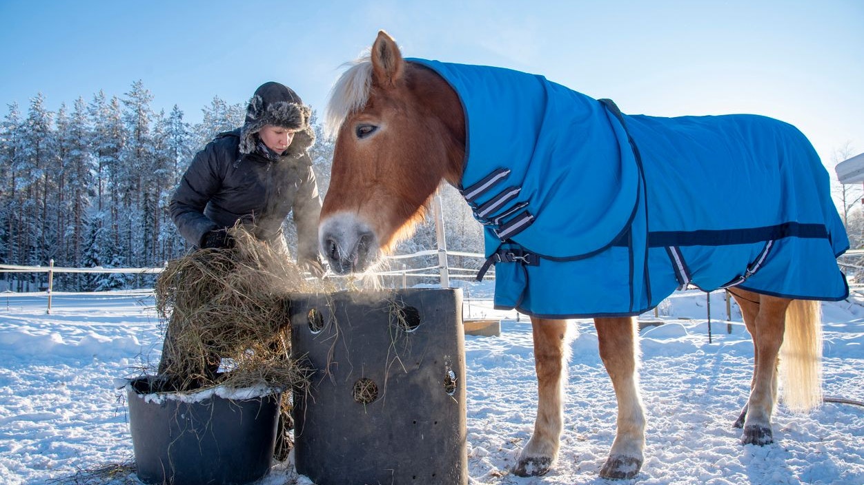 Heute.at - Vergiftetes Heu! Alle Pferde krank und ein Fohlen tot