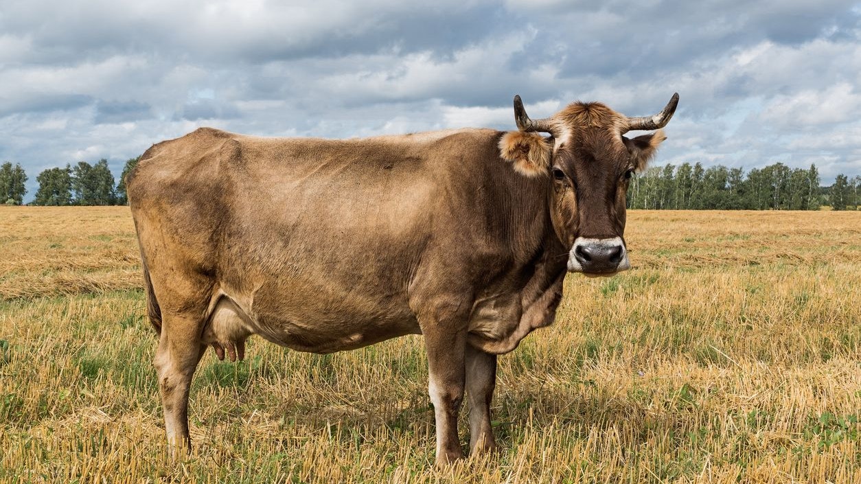 Heute.at - Braunvieh Kühe aus Vorarlberg sind so klug wie Affen