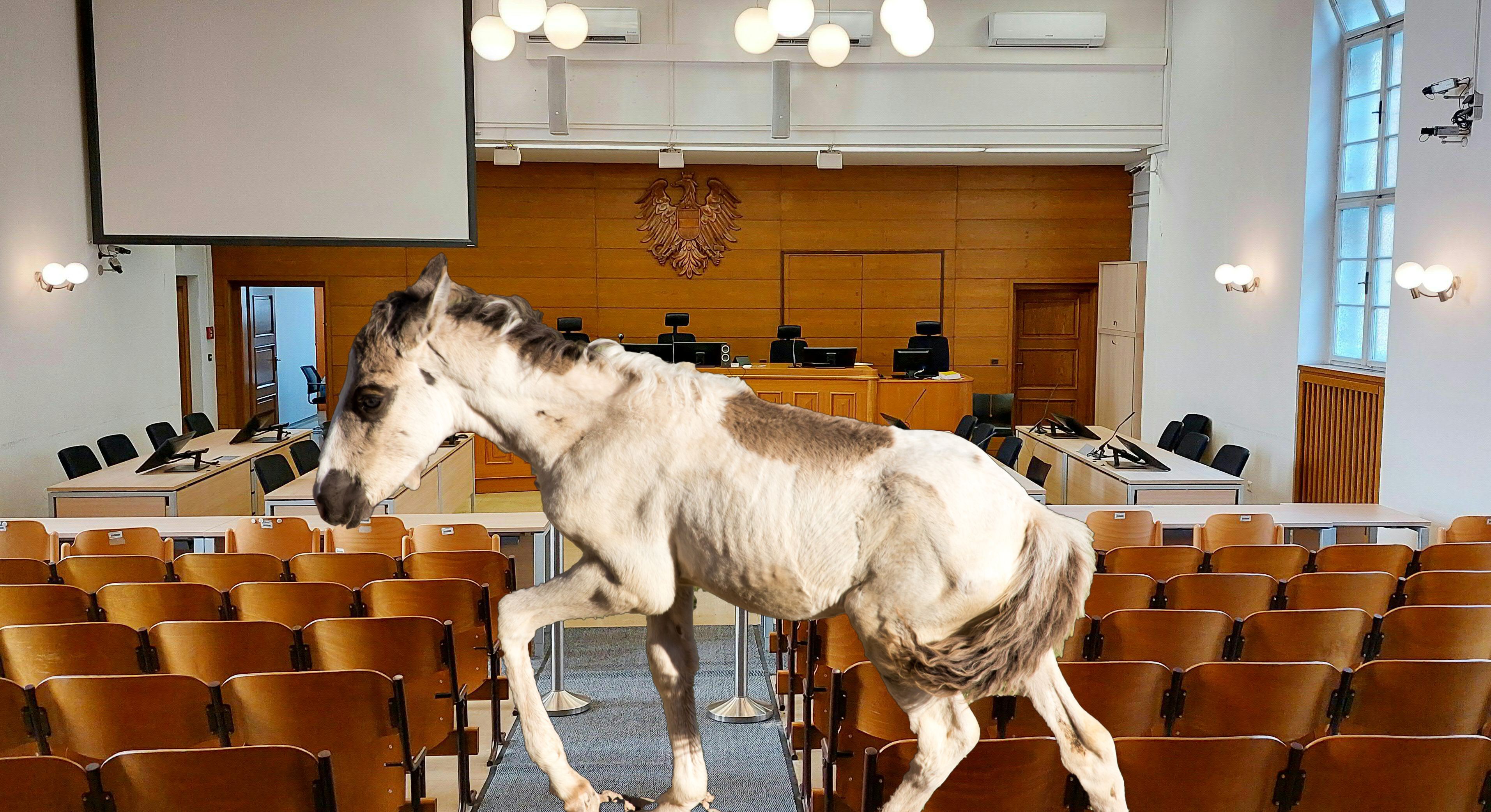 Heute.at - Schock vor Gericht! Züchter packt Fohlenfötus aus