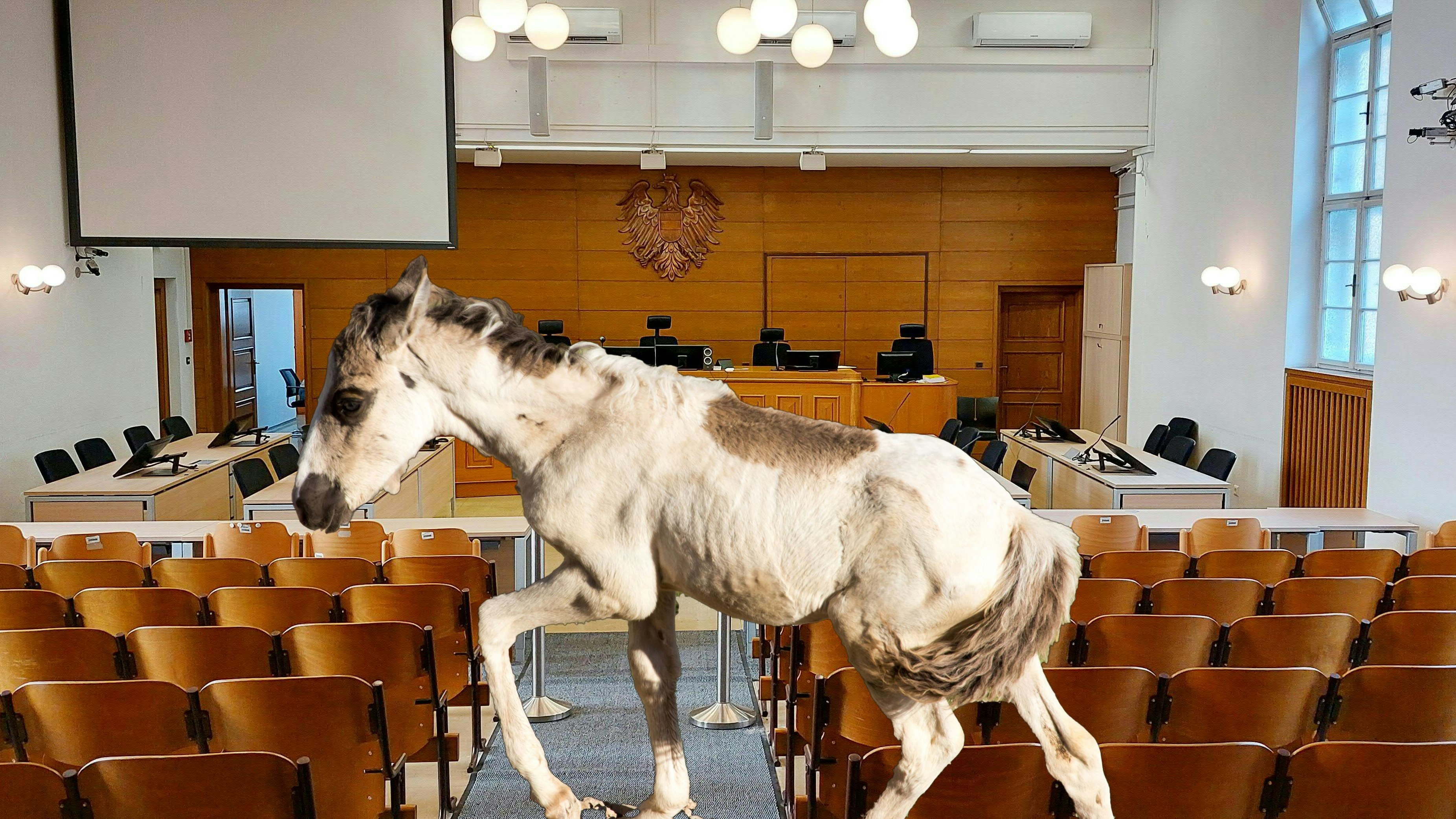 Heute.at - Schock vor Gericht! Züchter packt Fohlenfötus aus