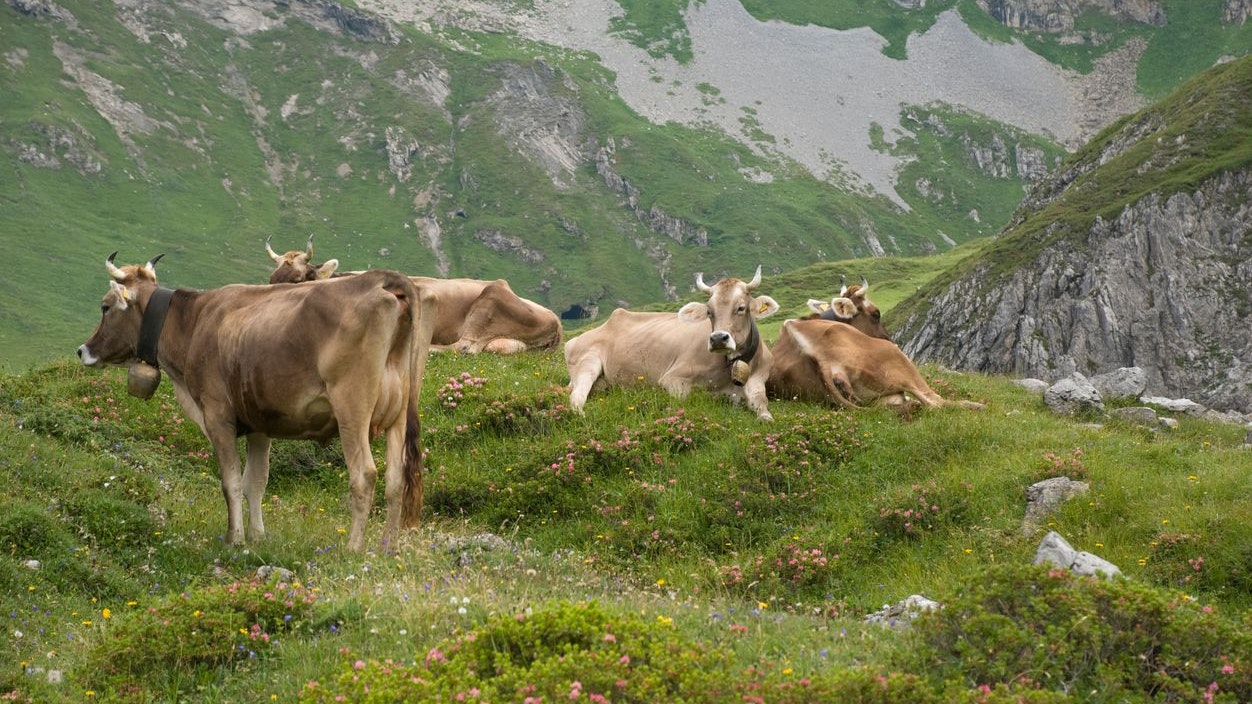 Das Originale Braunvieh (oder auch Montafoner Braunvieh) stand schon einmal kurz vor der Ausrottung. Mittlerweile hat sie sein Bestand wieder erholt. 