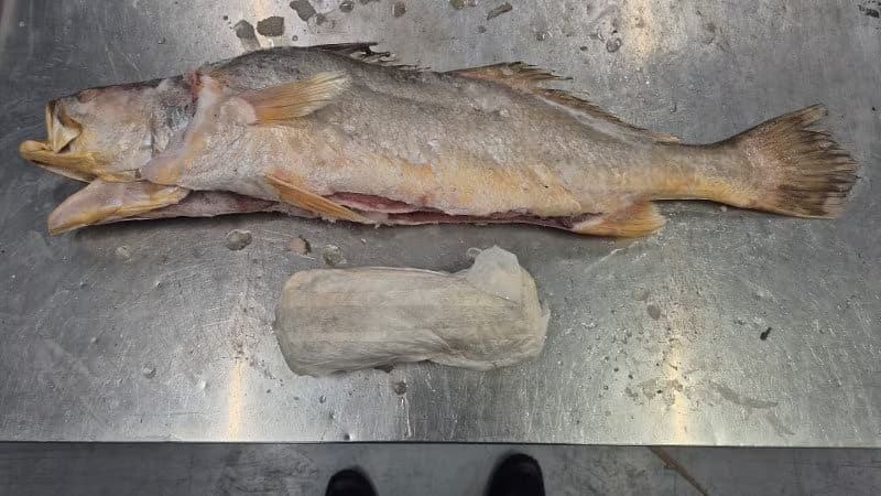 Heute.at - Schmuggler versteckten Kokain in toten Fischen