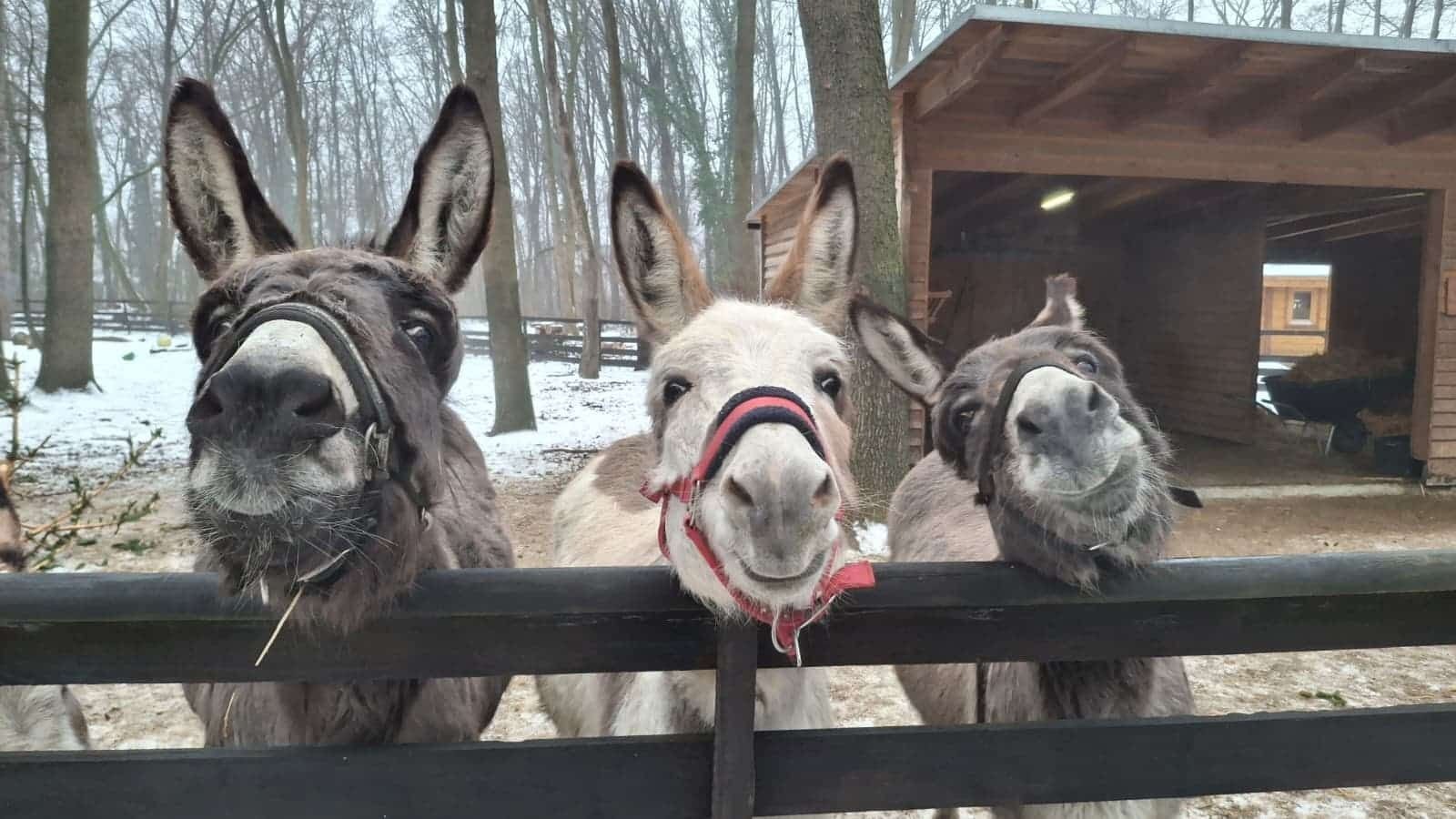 Heute.at - Alles gefroren! Winter zeigt im Tierschutz keine Gnade