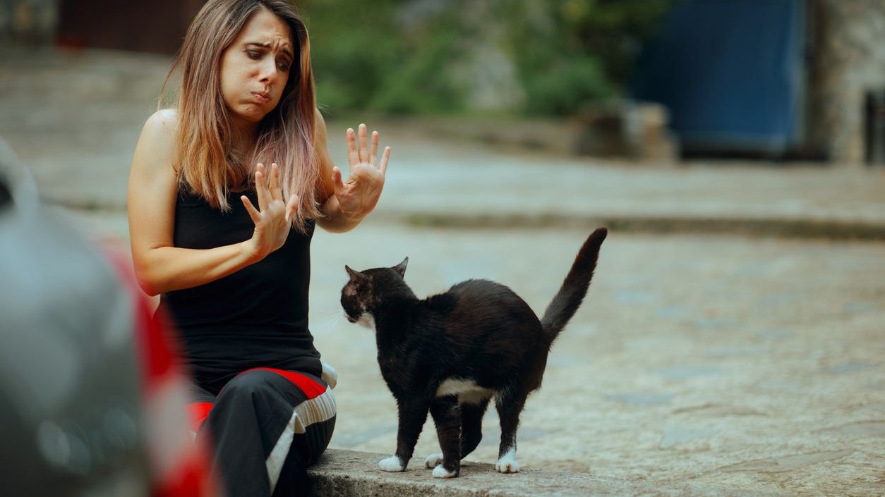 Viele möchten es nicht zugeben, aber statistisch gesehen ist die sogenannte "Felinophobie" - die Angst vor Katzen - sehr weit verbreitet. 