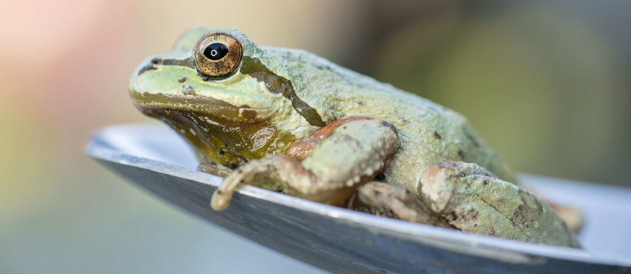 Vor 150 Jahren waren gesottene Frösche ein klassisches Arme-Leute-Essen in Wien, heute wären sie vermutlich unverkäuflich