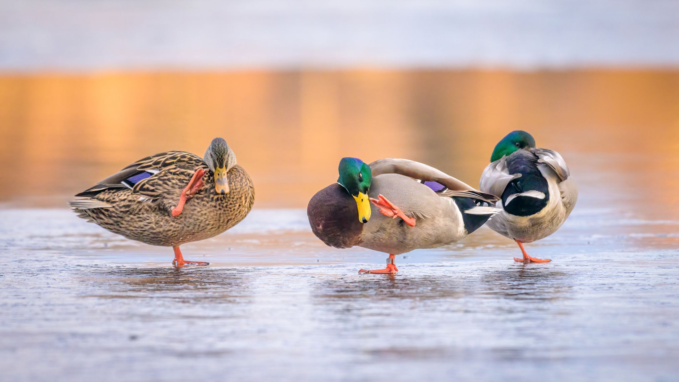 Eine ausgeklügelte Körperfunktion der Enten sorgt dafür, dass sie niemals am Eis festfrieren.