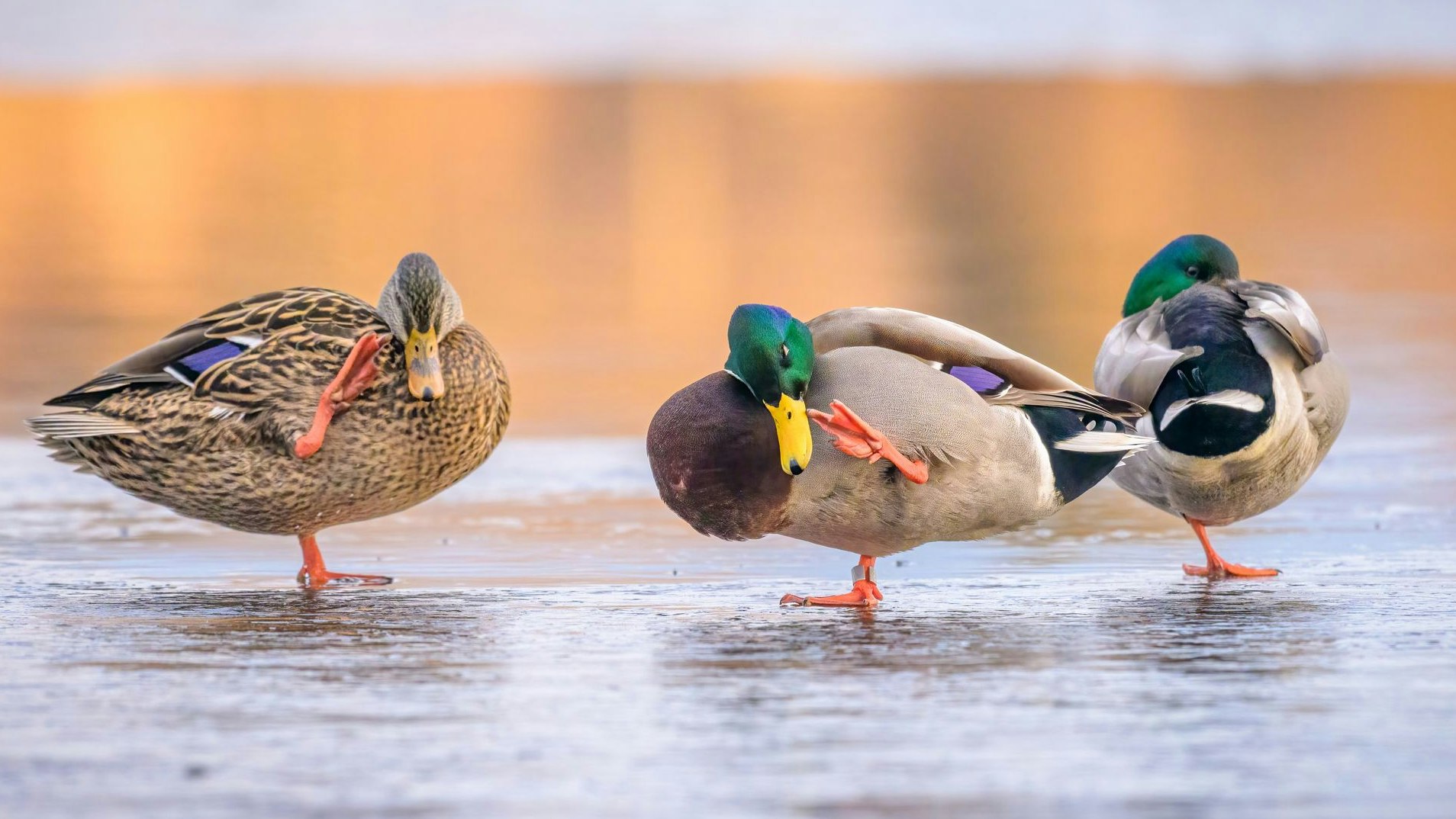 Heute.at - Gewusst? Deshalb fieren Enten am Eis nie fest