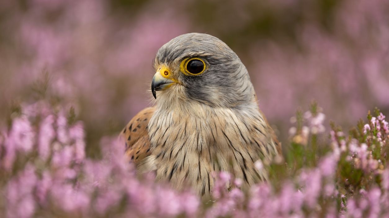 Hier siehst du einen männlichen Turmfalke mit dem grauen Köpfchen. 