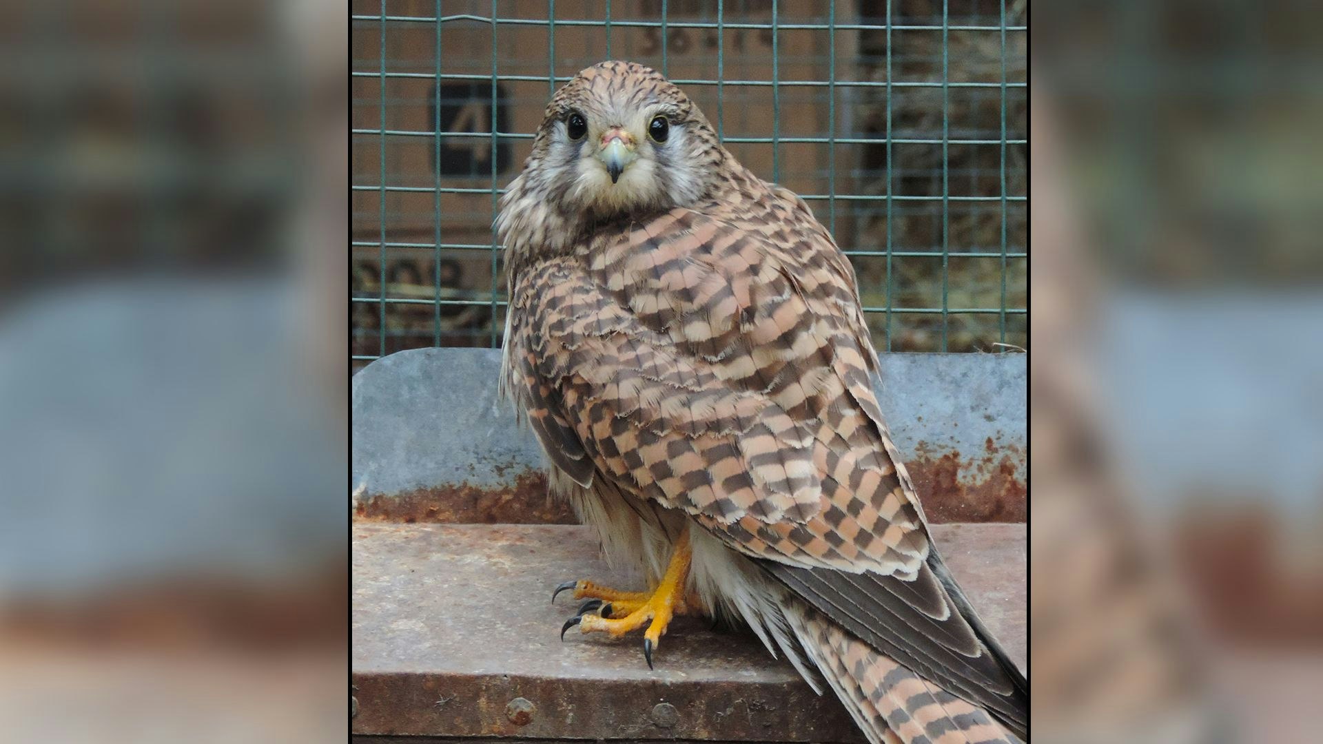 Heute.at - Turmfalke Ella ist der niedlichste Pechvogel