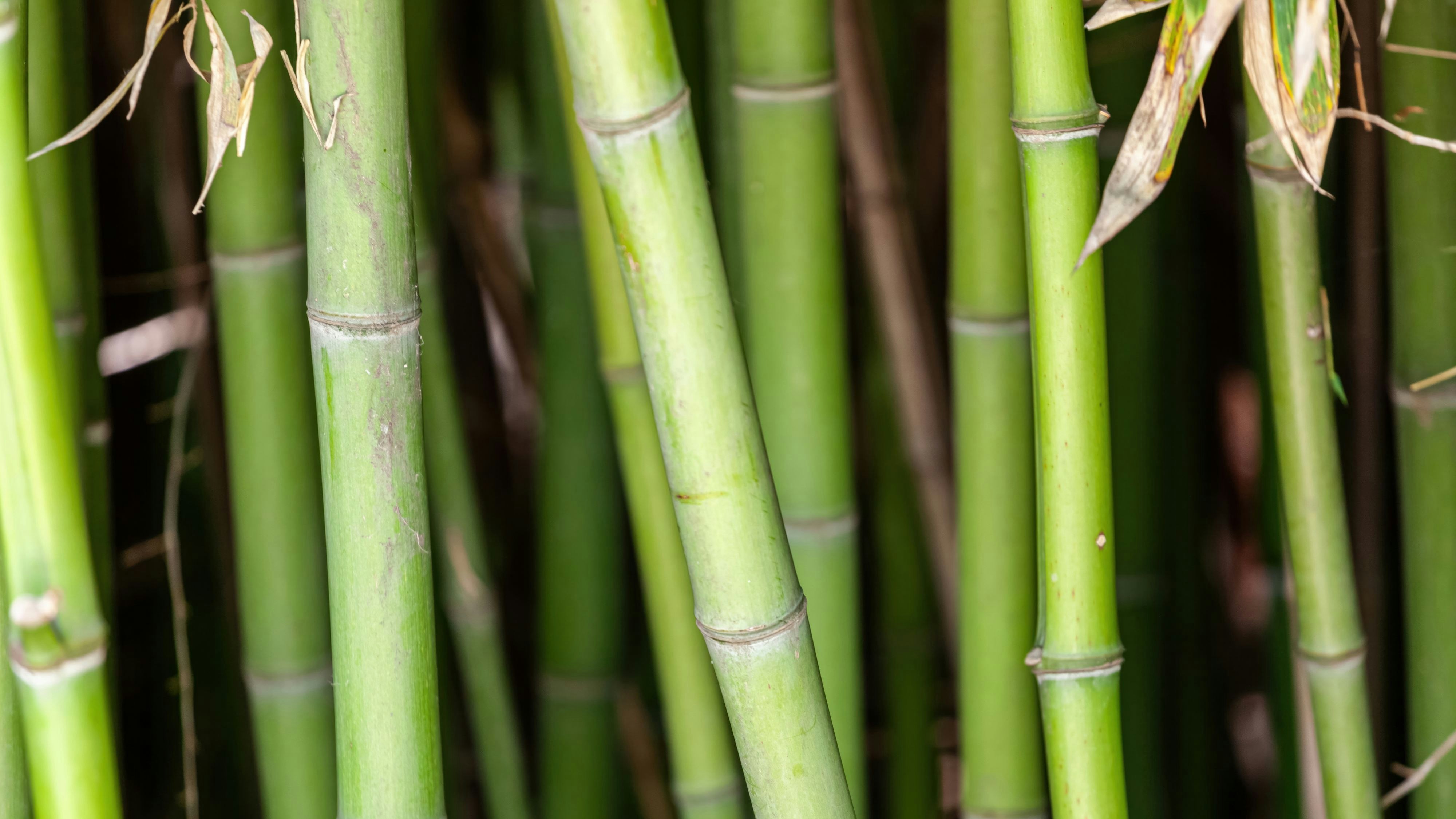 Heute.at - Vom Pandafutter zum Superfood! So gesund ist Bambus