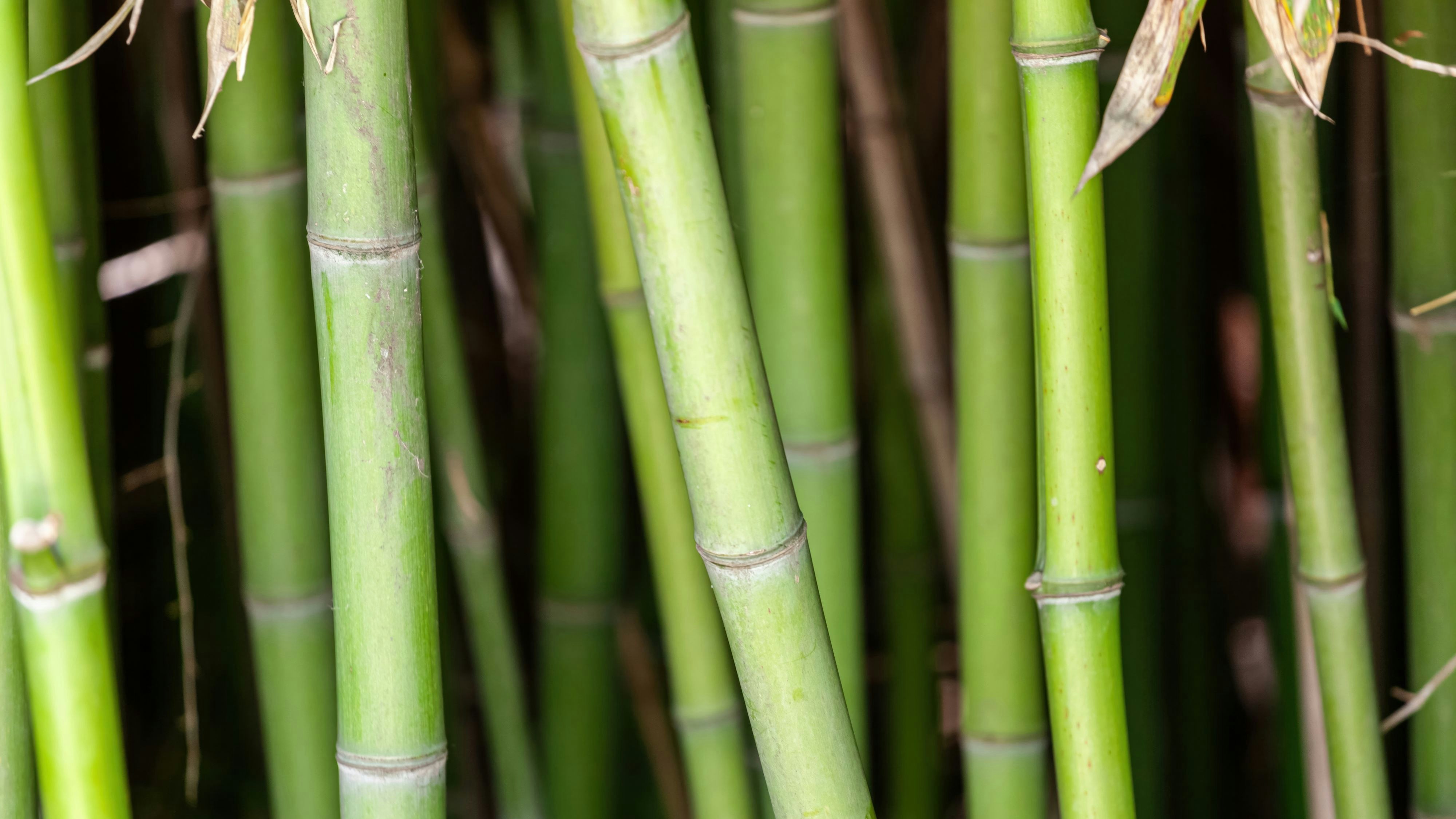 Close-up of bamboo stalks.