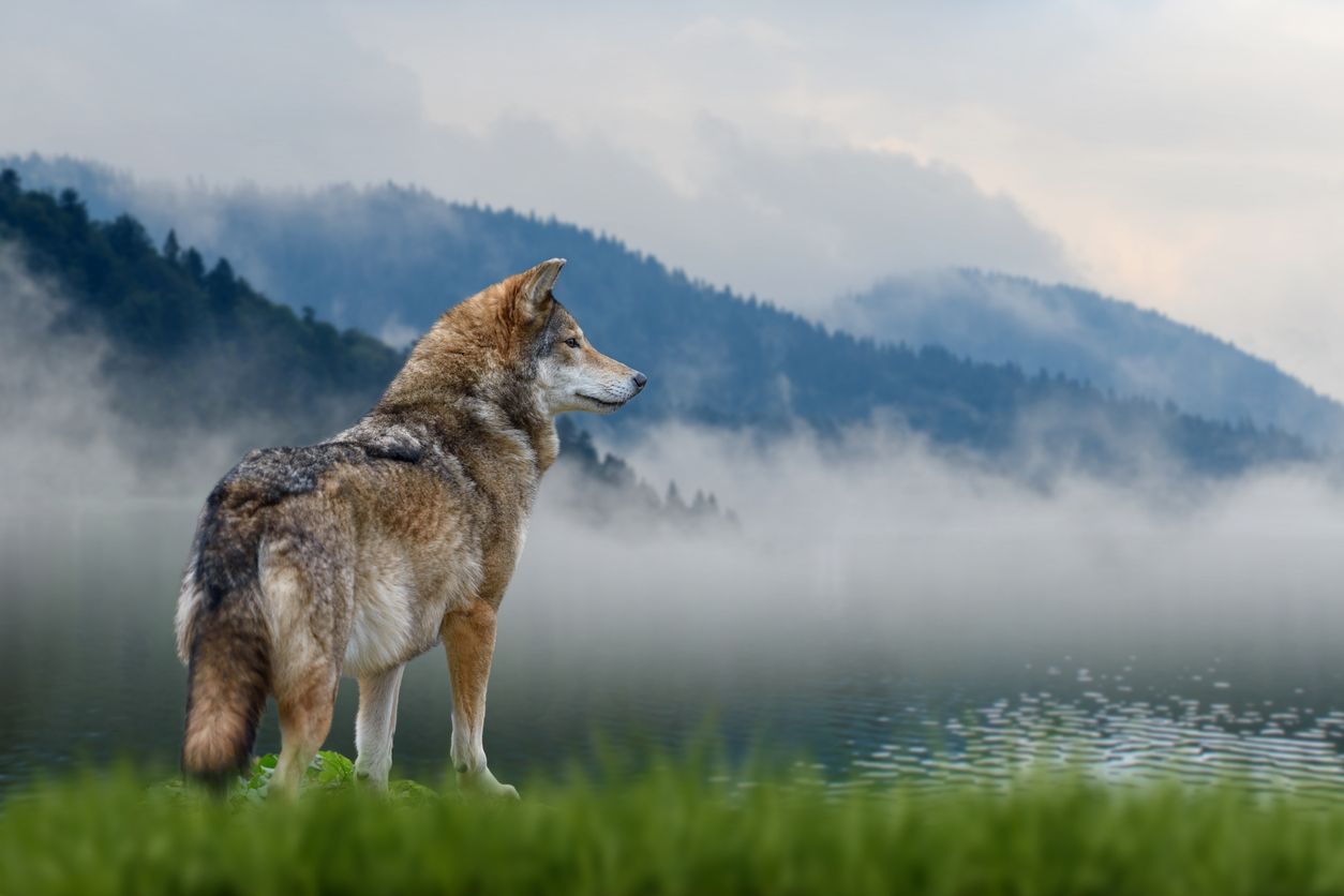 Ein Wolf wurde im Bezirk Landeck (Tirol) per Abschussverordnung erlegt