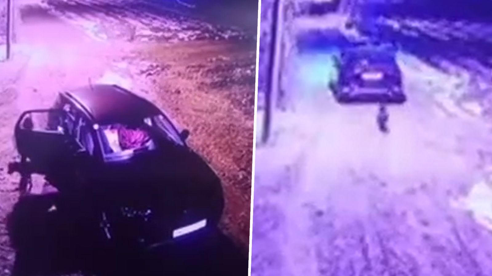 Heute.at - Wienerin setzt Hund in Belgrad aus und gibt Gas