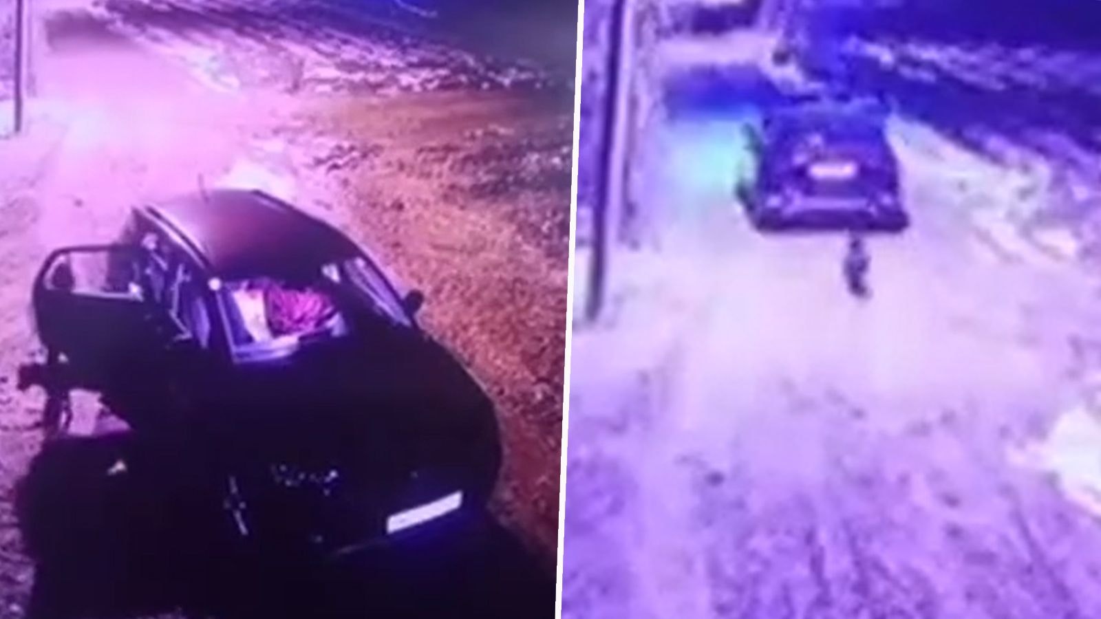 Heute.at - Wienerin setzt Hund in Belgrad aus und gibt Gas