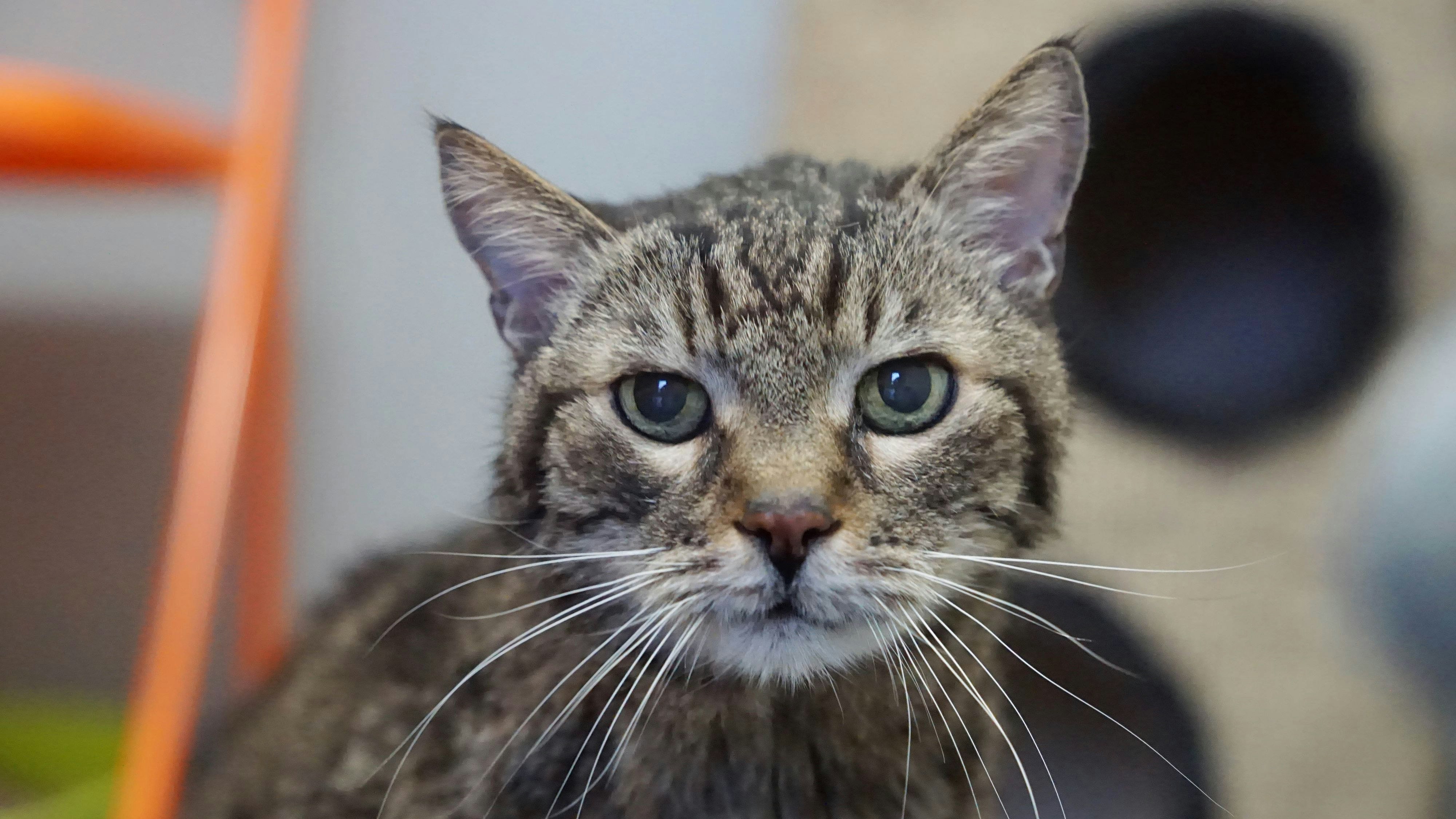 Heute.at - Zeit begrenzt – Seniorenkater sucht liebevolles Zuhause