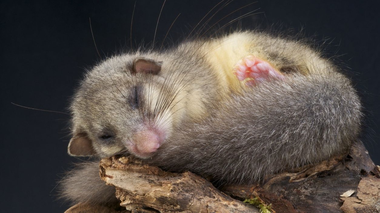 Heute.at - Diese niedlichen Tierchen sind noch immer ein Rätsel