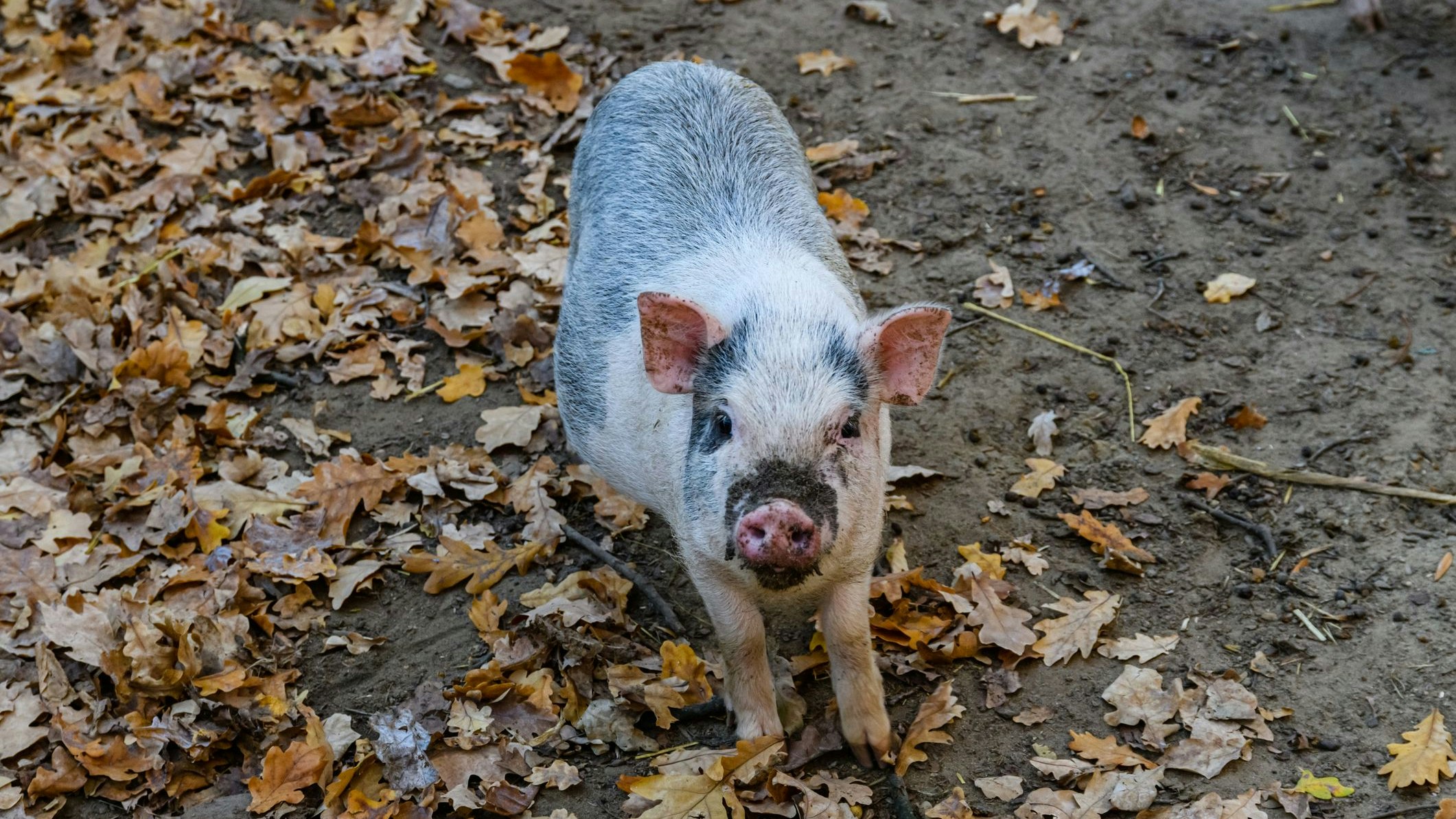 Heute.at - Glücksschweinchen überlebt mehrere Monate im Wald