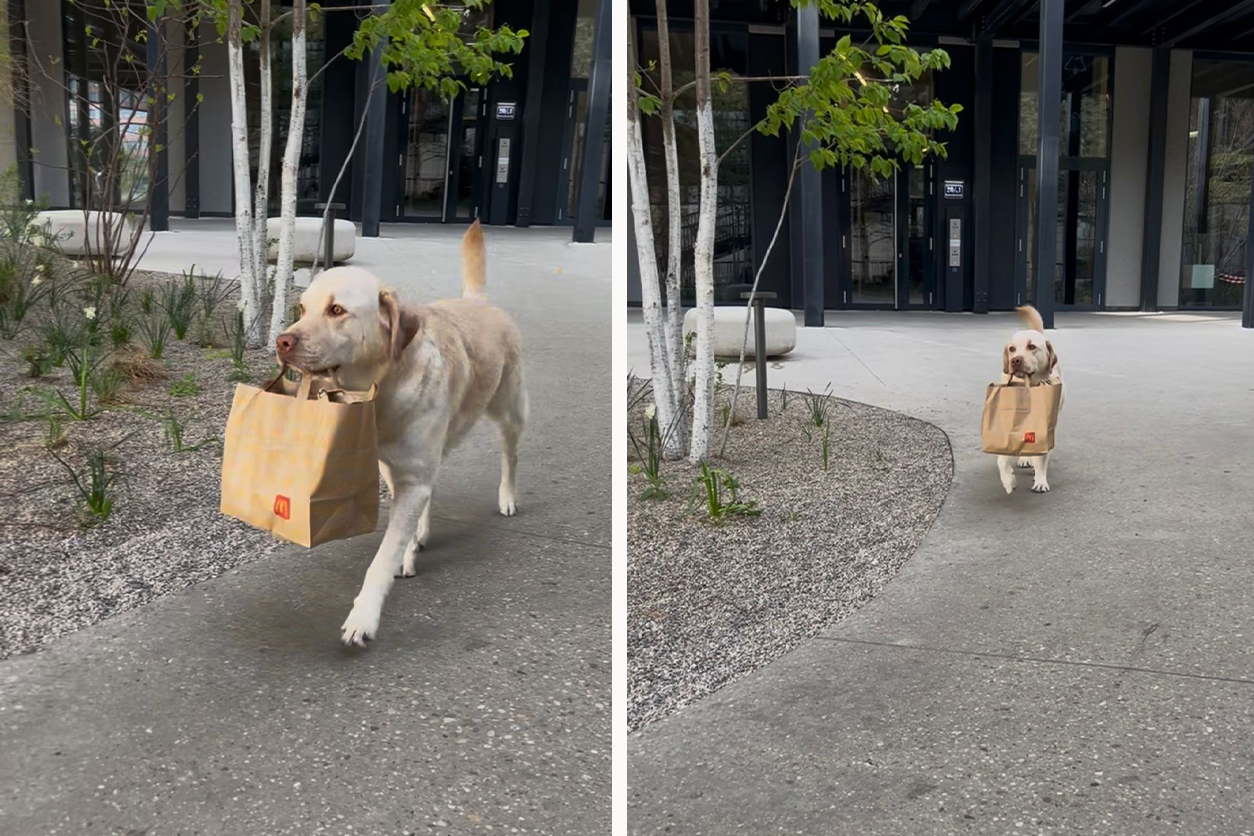 Für Dominik sorgte der Anblick des süßen Hundes für Begeisterung.