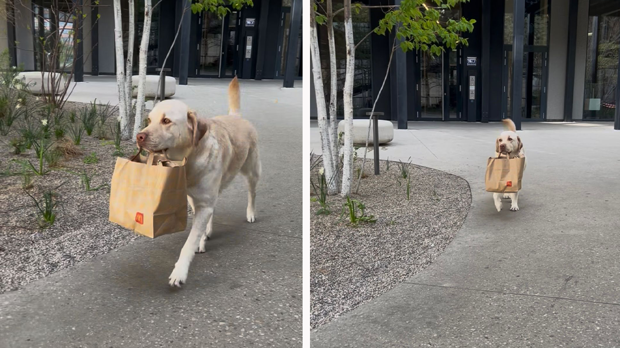 Heute.at - Labrador bringt McDonalds-Sackerl nach Hause