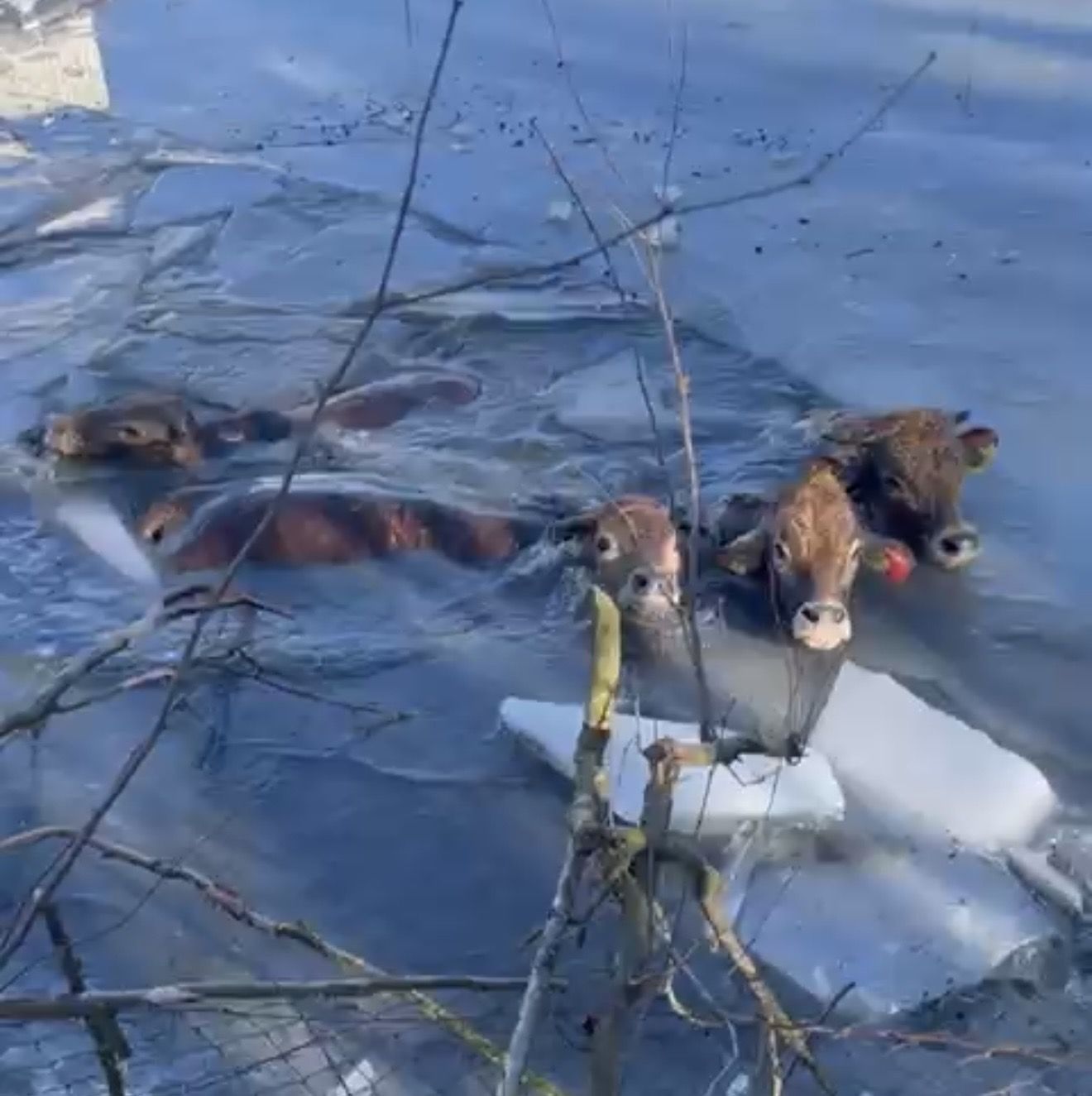 Große Suchaktion nach entlaufenen Rindern in NÖ