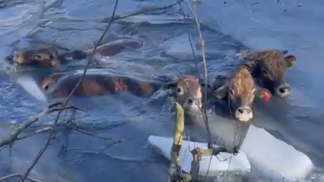 Heute.at - Rinder brechen im Eis ein – große Suchaktion in NÖ