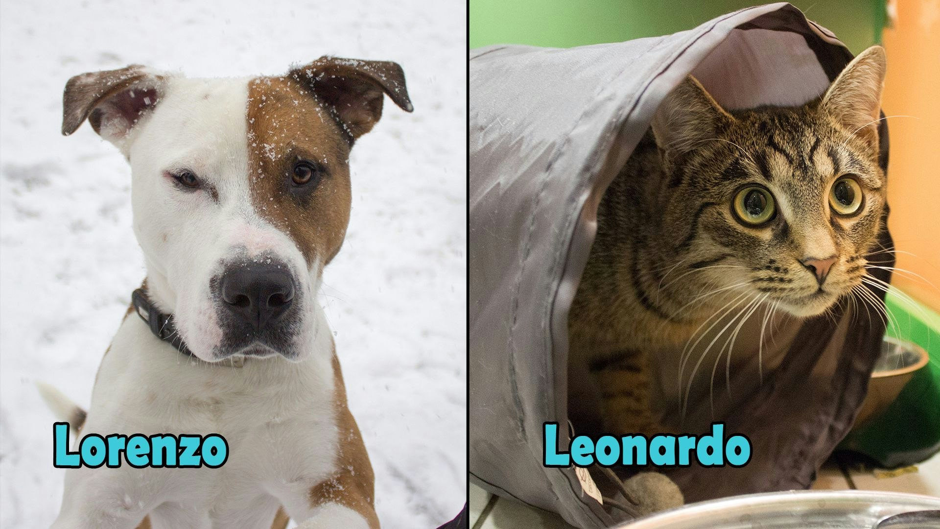 Heute.at - TIKO Kärnten: Zwei Zuckerbuben bezaubern diese Woche