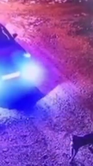 Hund ausgesetzt: In Belgrad sorgt ein Video für Aufregung – doch die Frau wollte das Tier vor Kälte retten. Tierschutz und Hintergründe.