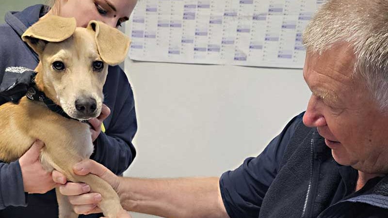 "Pablo" wurde freilich am Tierschutzhof sofort gründlich untersucht. 