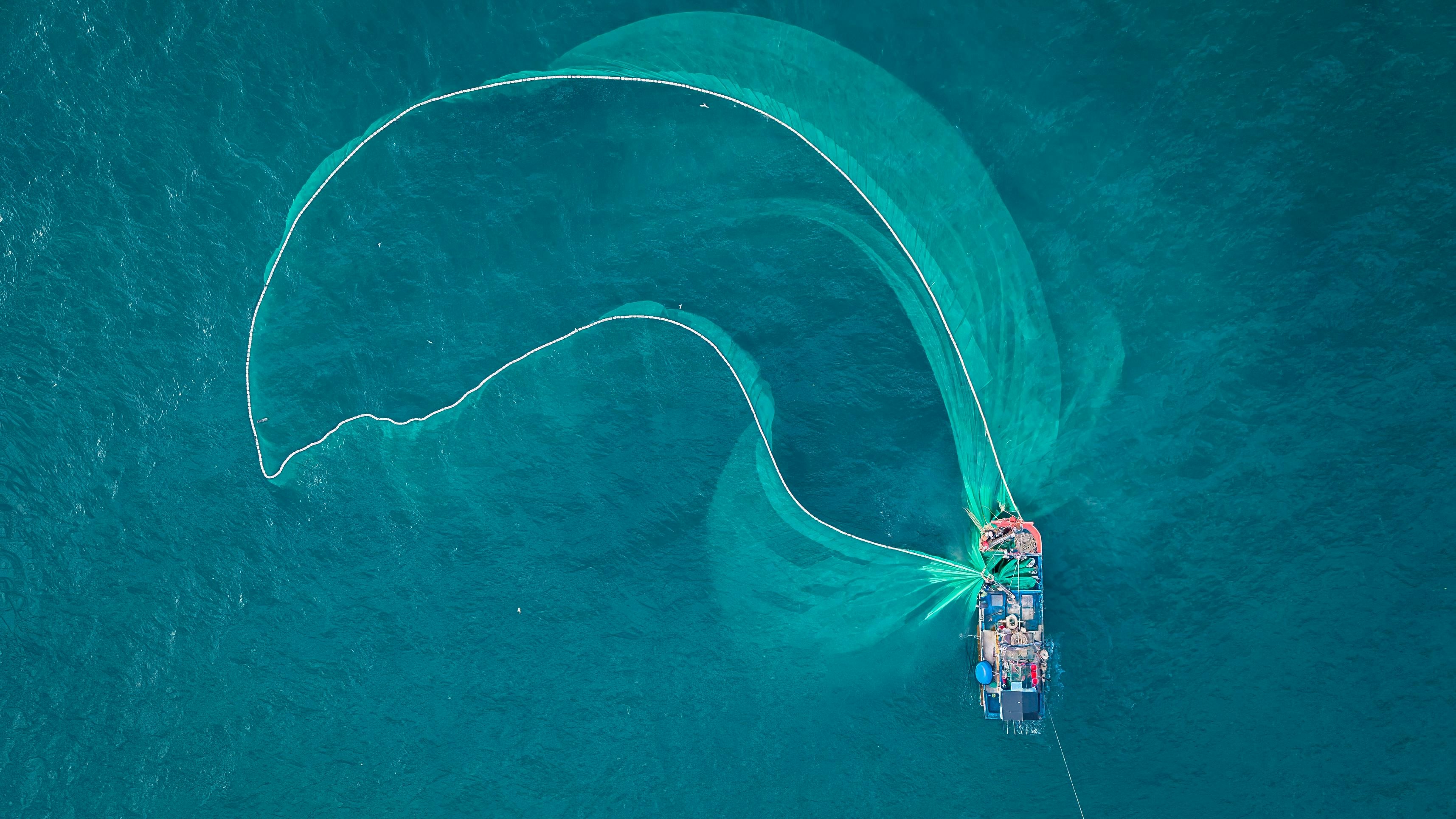 Heute.at - Deshalb soll man Delfine nicht immer aus Netzen retten