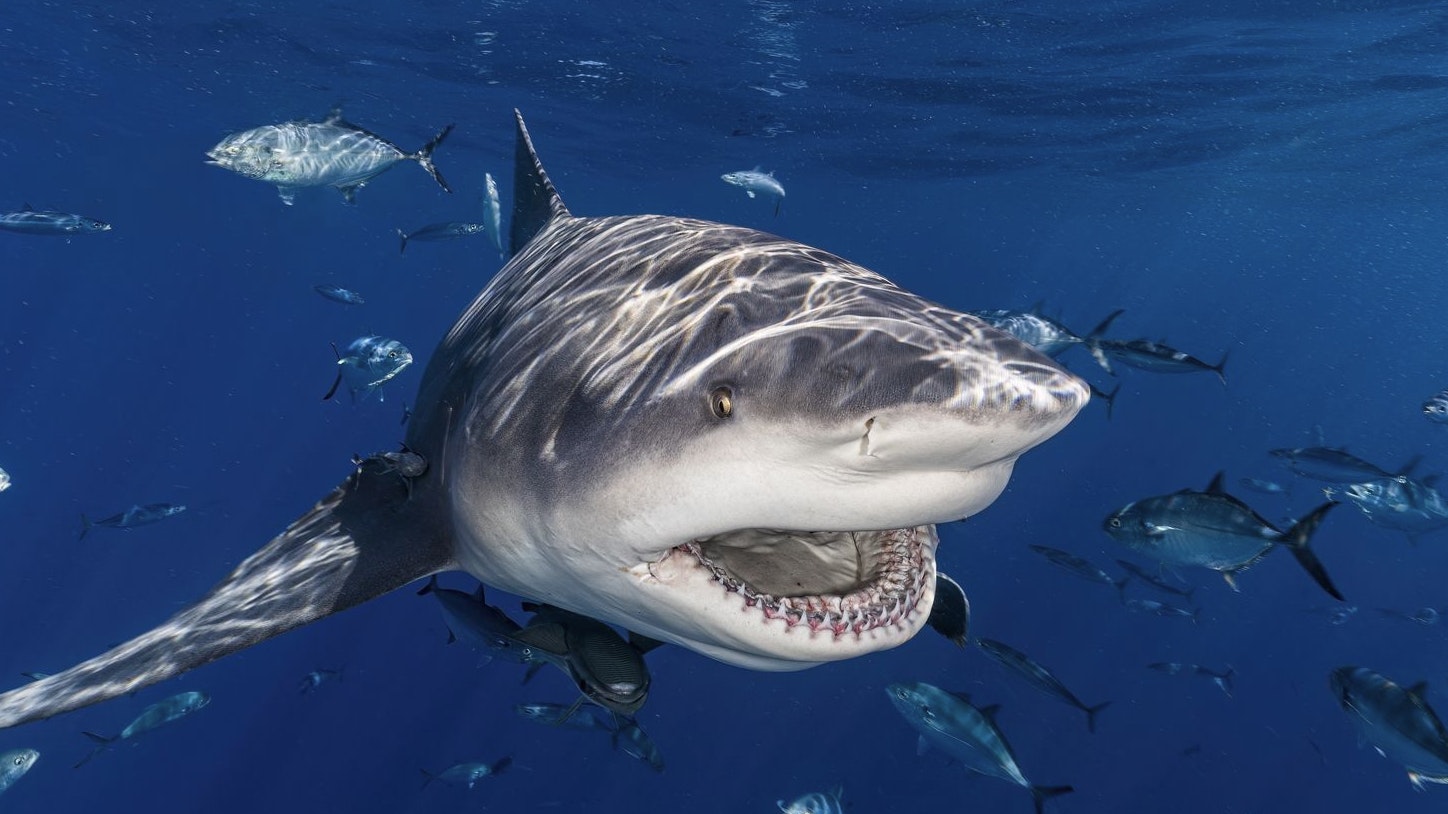Heute.at - Haie – „Fatale Kombination“ führt zu tödlichen Attacken