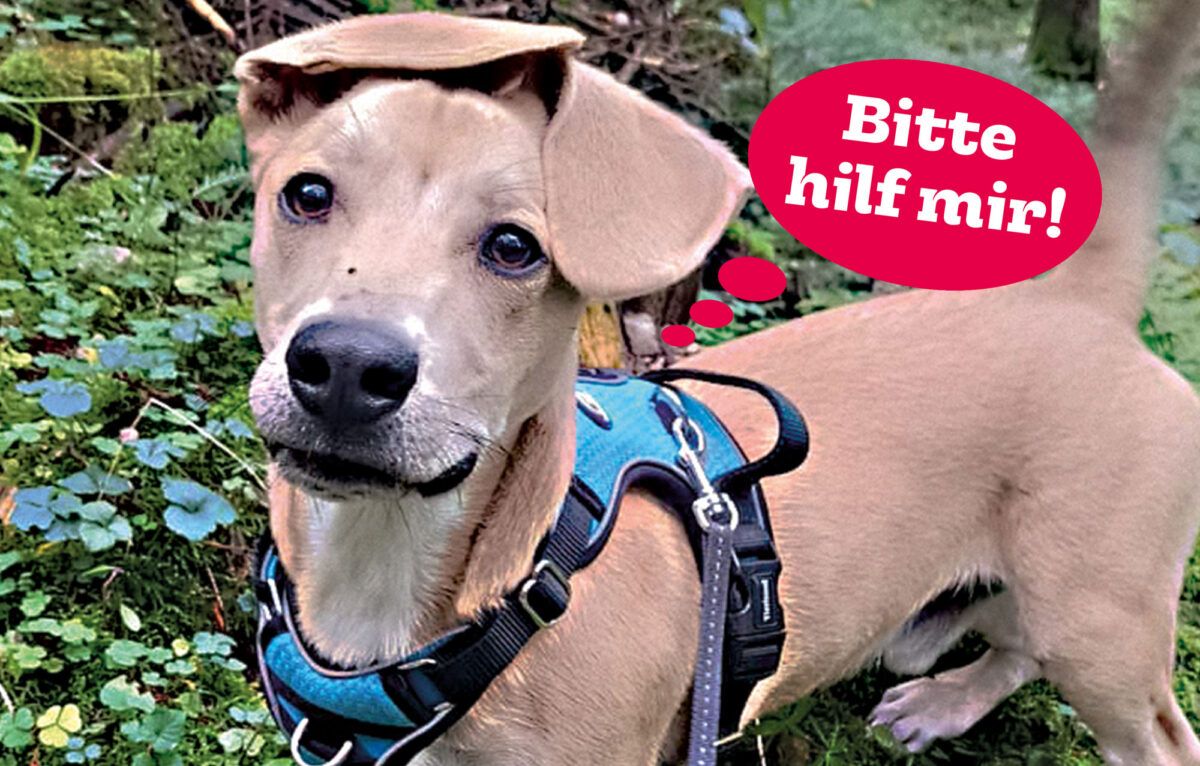 Leider sind bei Hundebub 