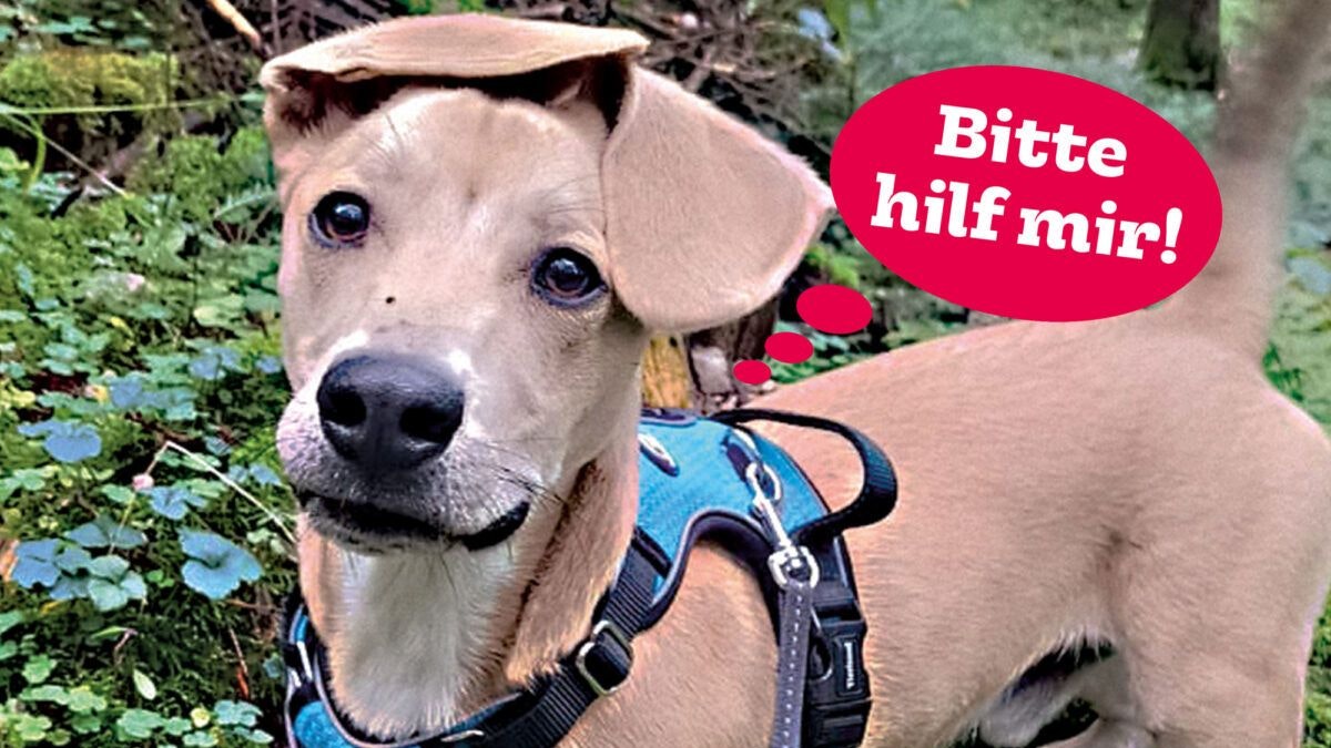 Heute.at - Armer Knopf! Verdrehter Pablo braucht uns jetzt