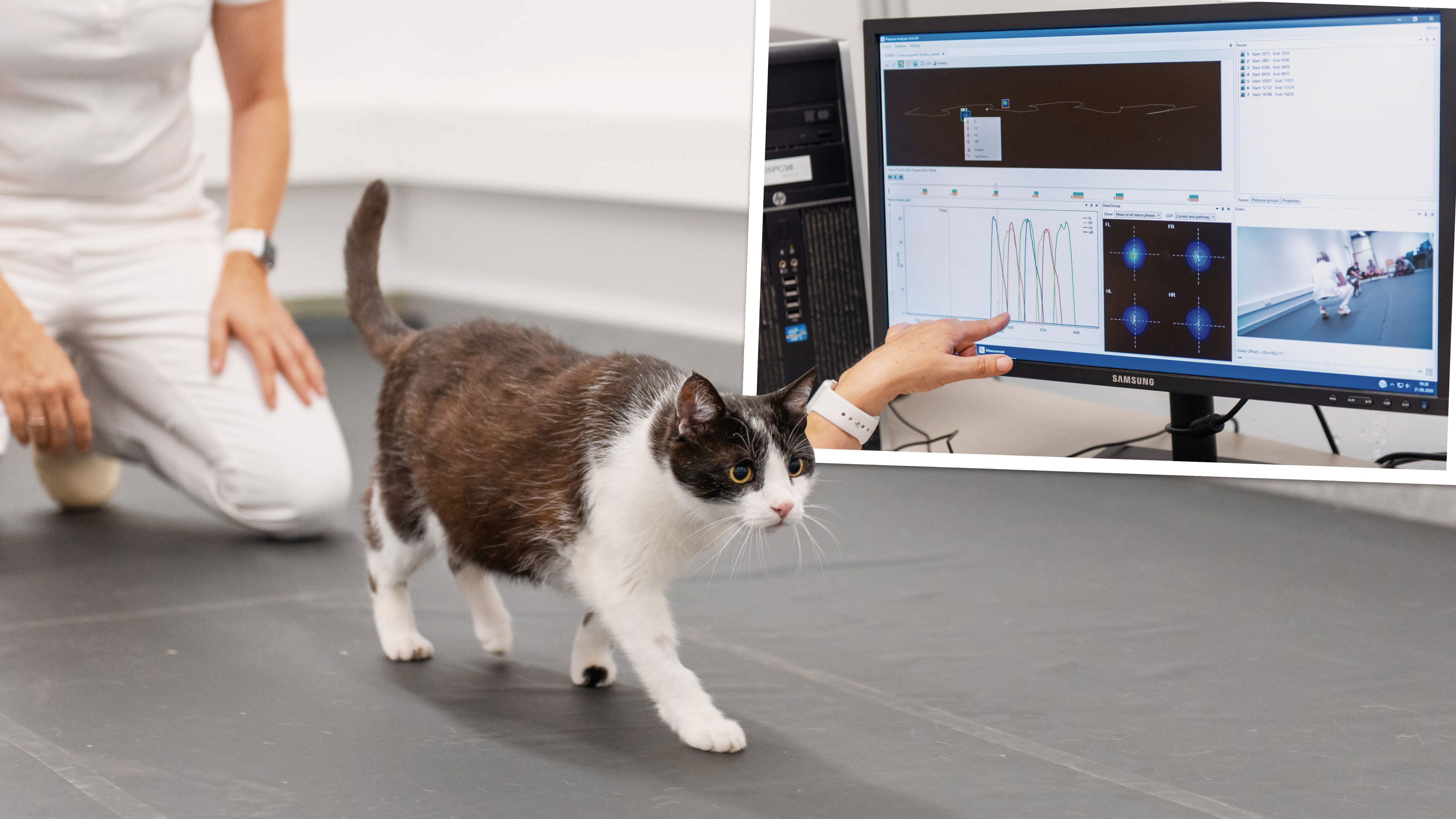 Heute.at - Auf dem Catwalk – Vetmed-Uni sucht Katzen für Studie