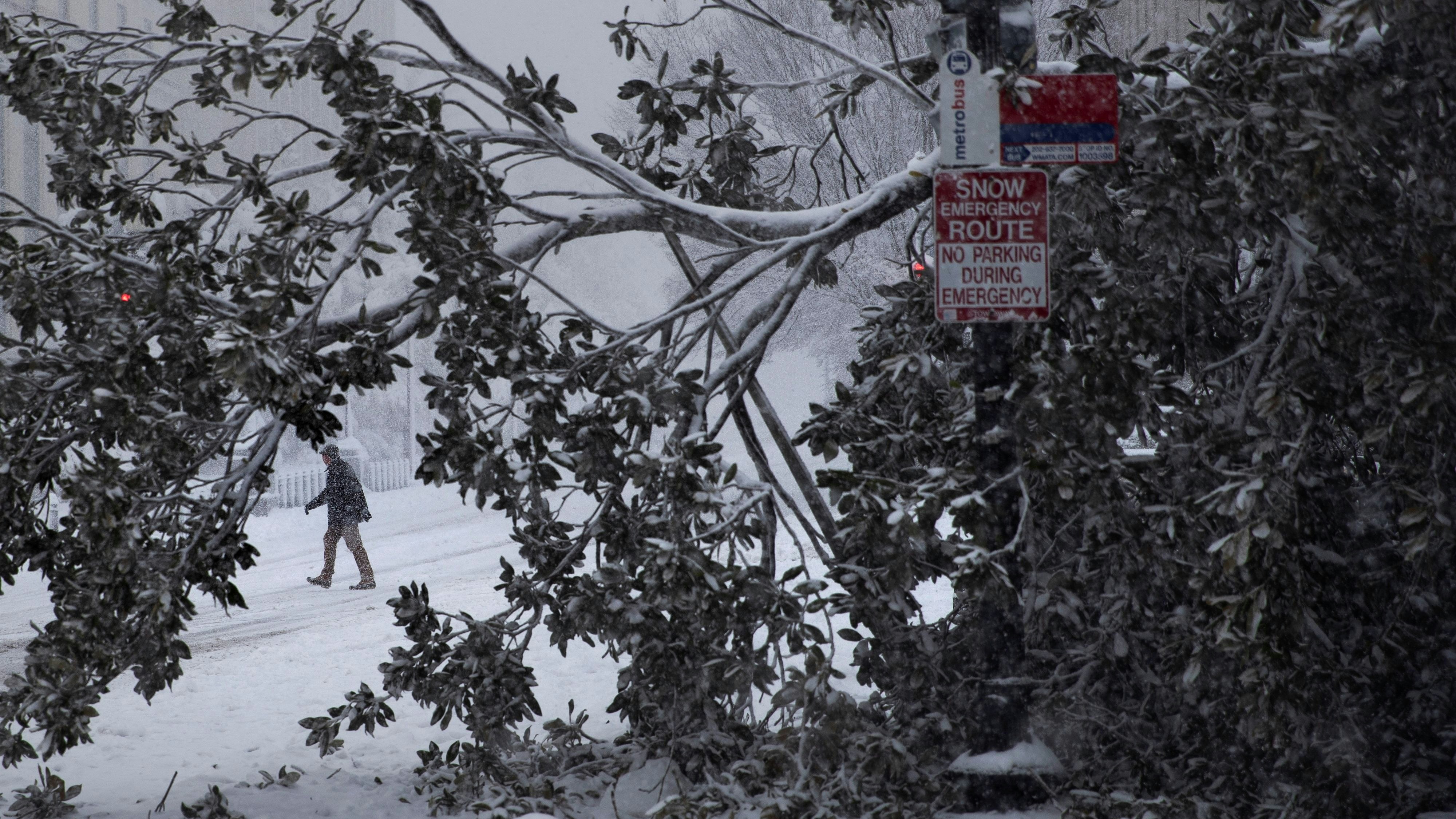 Heute.at - Warnung vor explodierenden Bäumen – das steckt dahinter