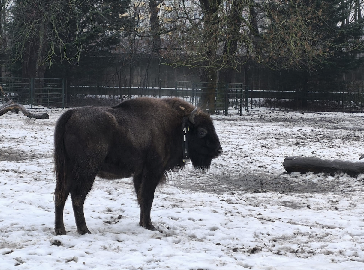Wisent-Dami Ina sorgt in Aserbaidschan für den Erhalt ihrer Art.