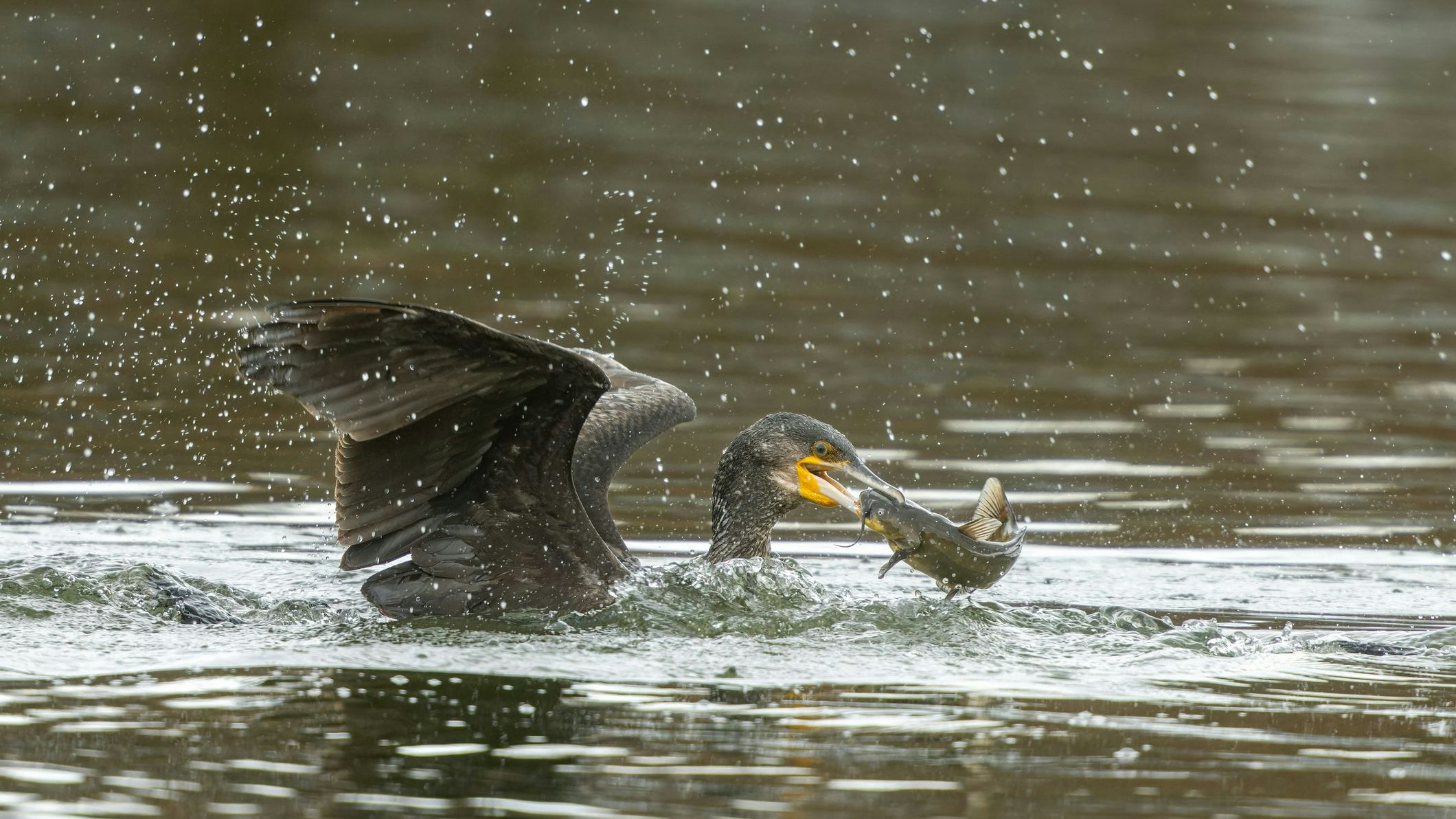 Durch ihre Hauptnahrungsquelle kommt es gerne bei dem geschützten Tier zu Konflikten mit Fischern. 