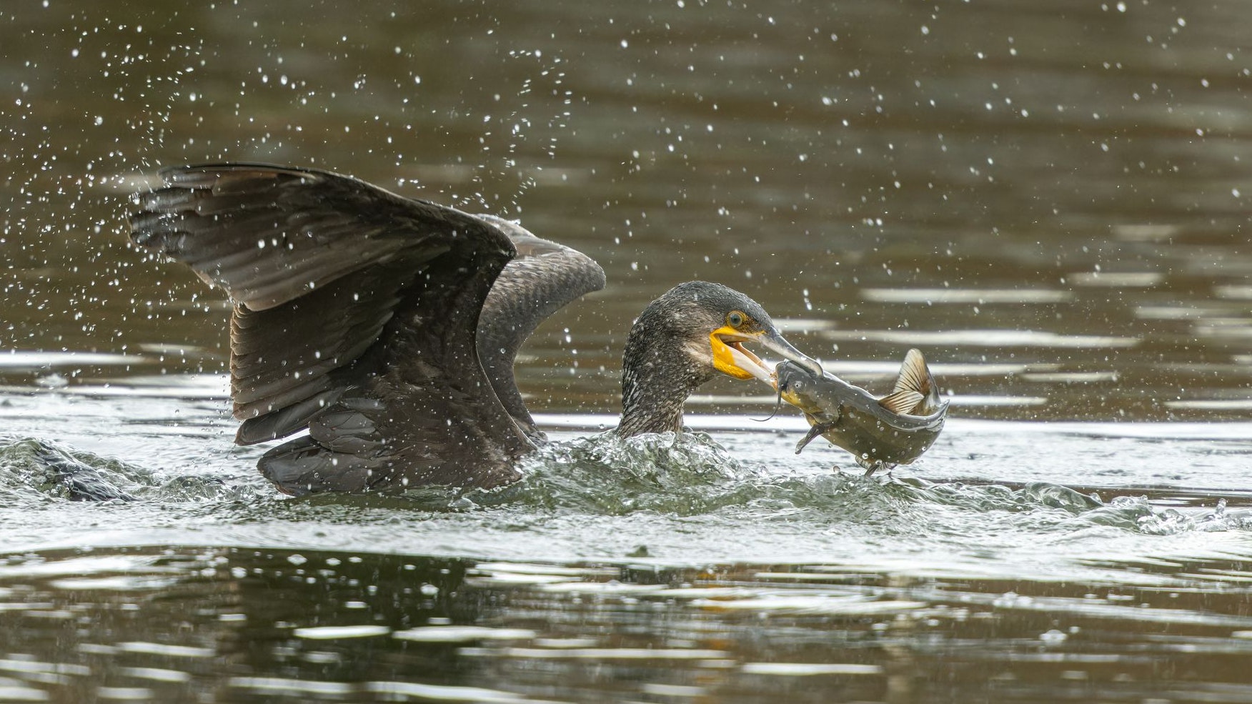 Durch ihre Hauptnahrungsquelle kommt es gerne bei dem geschützten Tier zu Konflikten mit Fischern. 