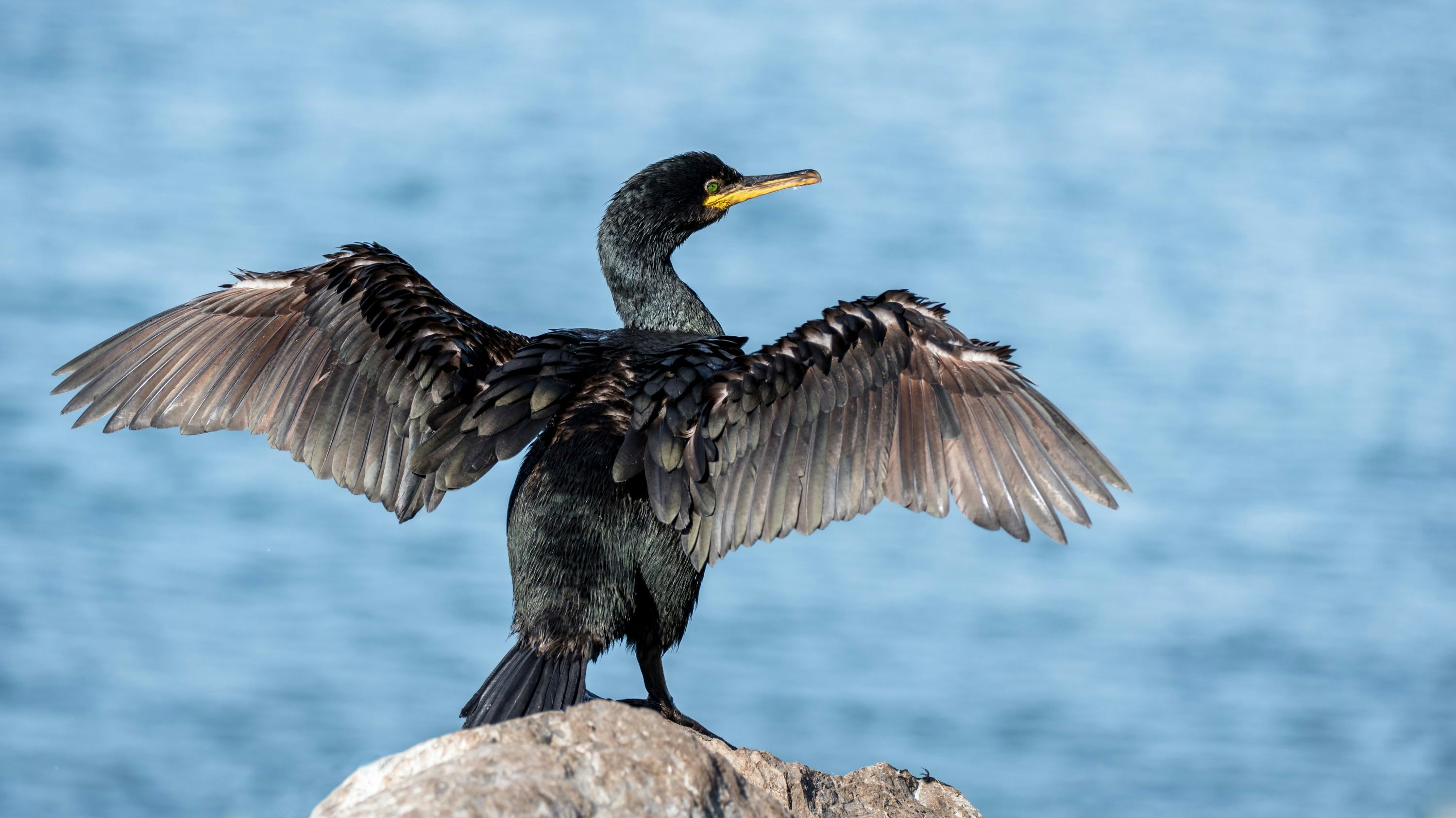 Heute.at - Feuerwehr rettet ganz seltenen Vogel aus der Traun