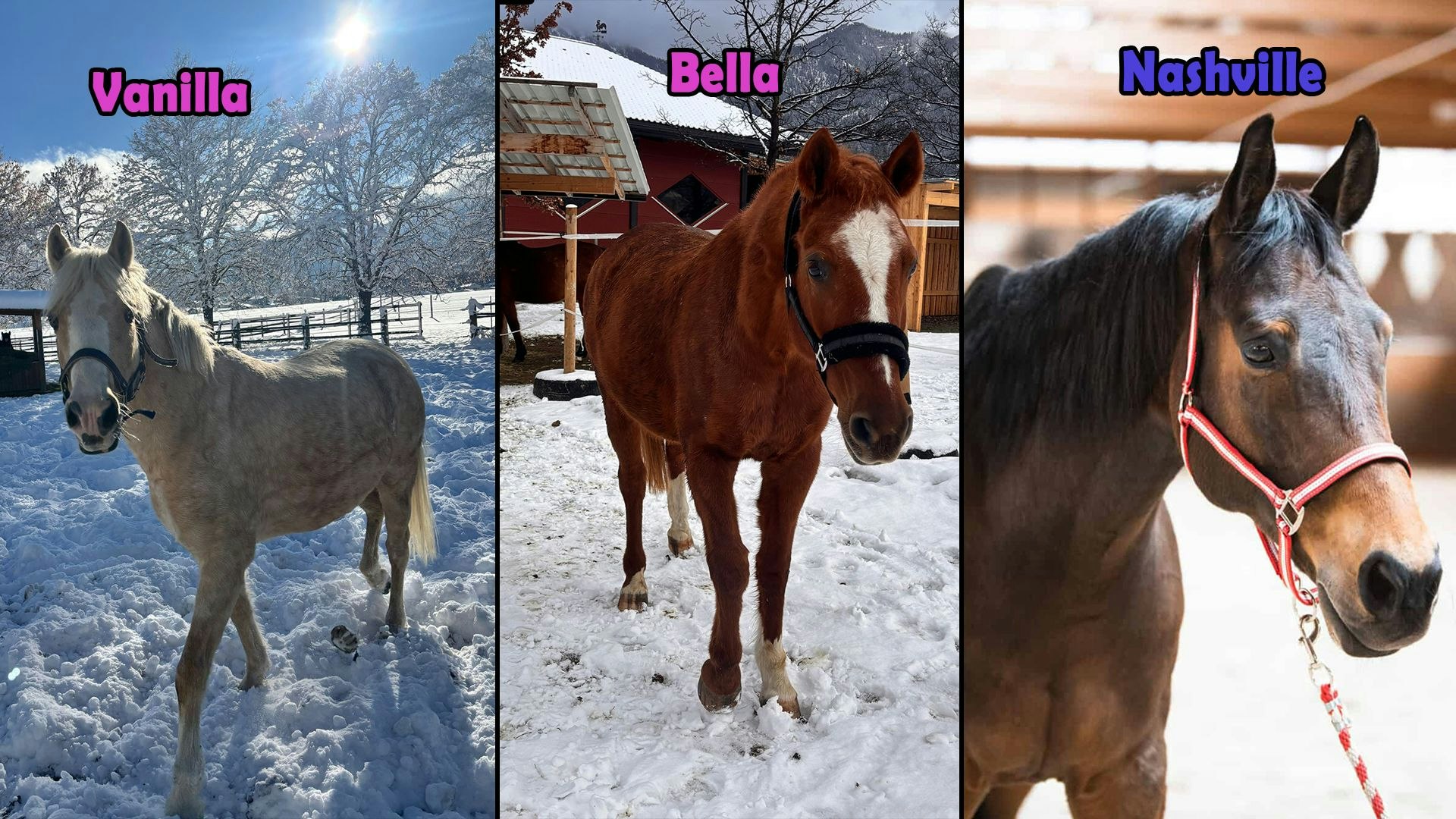 Heute.at - Pferdeklappe Reutte: Schützlinge der Kalenderwoche 5