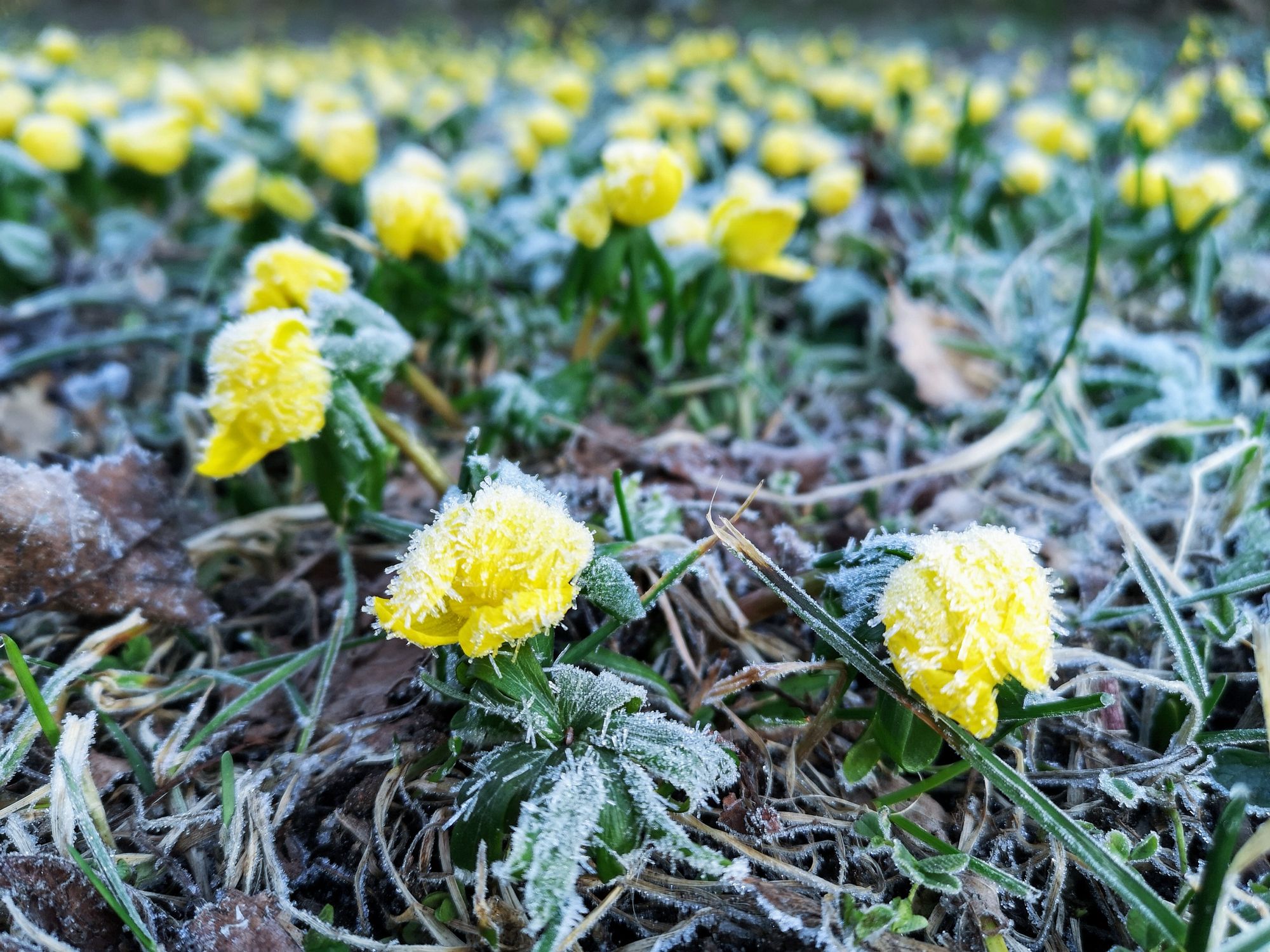 Überlebenskünstler bei eisigen Temperaturen: Zahlreiche Wildblumen blühen aufgrund der Klimakrise mitten im Winter.