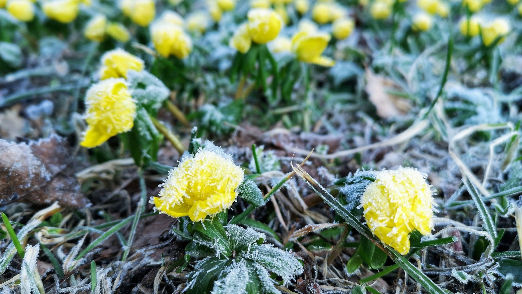 Heute.at - Hilferuf der Natur – Blumen blühen mitten im Winter