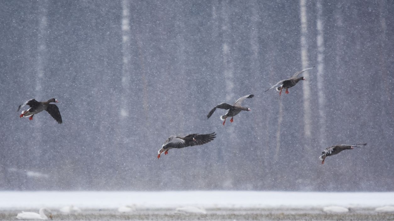 Heute.at - Tausende Zugvögel fliehen vor eisiger Kälte