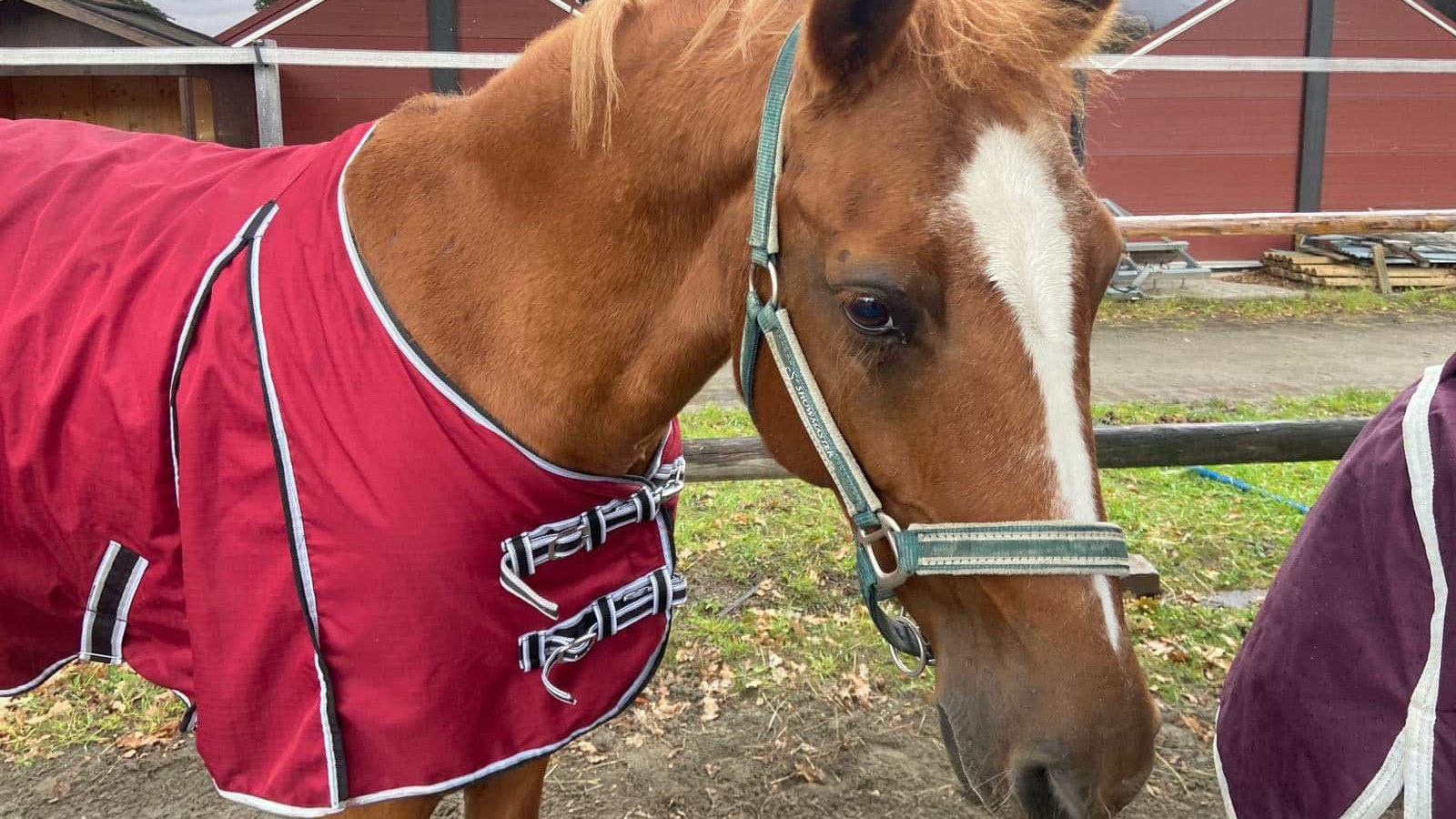 "Bella" arbeitet brav mit und liebt Waldspaziergänge und Abwechslung.